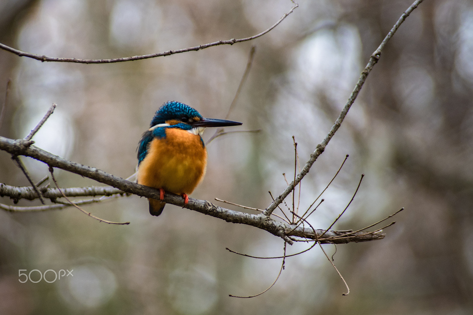 Pentax K-S2 + Sigma sample photo. Kingfishers photography