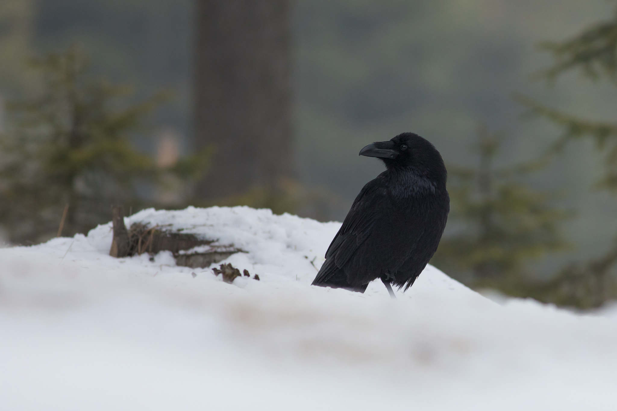 Canon EF 400mm F5.6L USM sample photo. Morning krkavec velký (corvus corax)

 photography