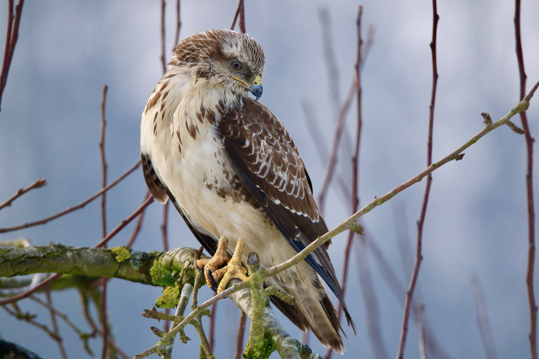 Sigma 150mm f/2.8 EX DG OS HSM APO Macro sample photo. Buzzard,photo was taken nearby the wheel of bassa on the diefdijk. photography