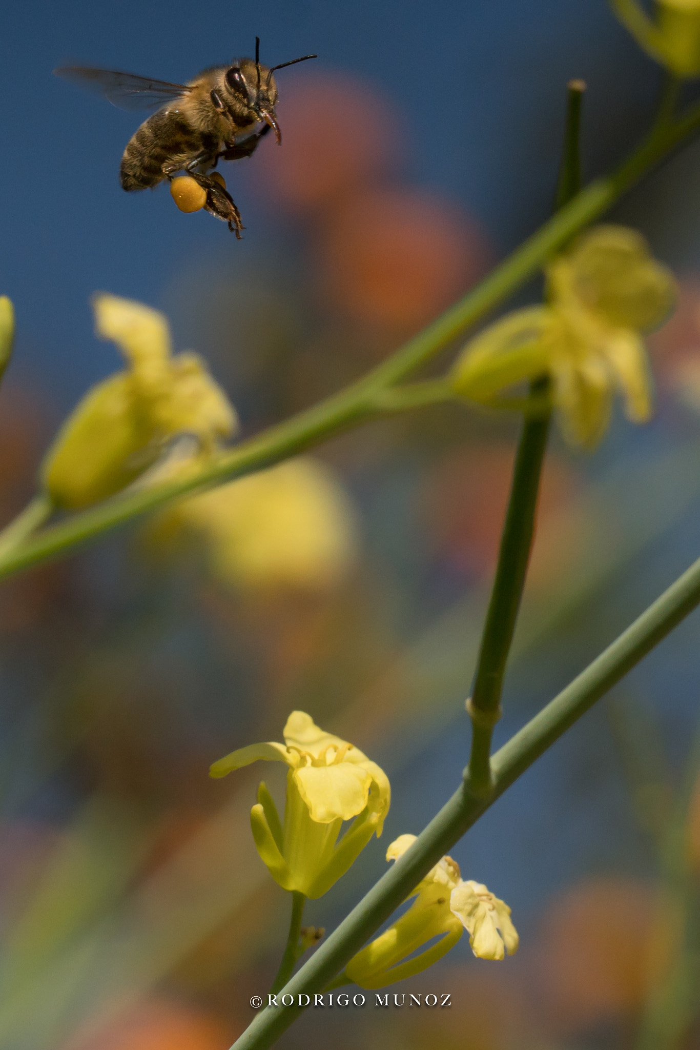 Sony a6500 + Canon EF 100mm F2.8L Macro IS USM sample photo. Bee landing photography