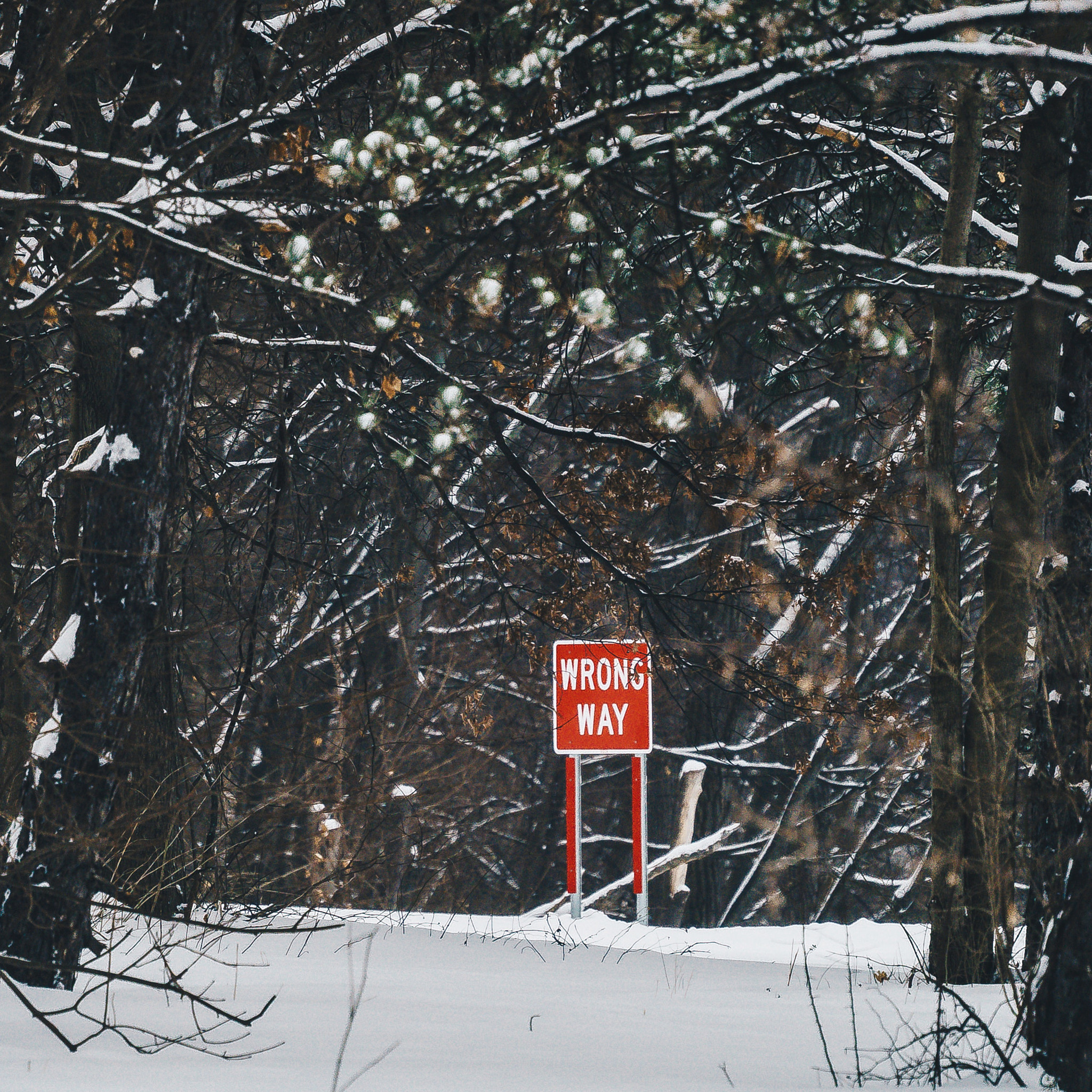 Sony a7 II sample photo. Local weather baby. photography