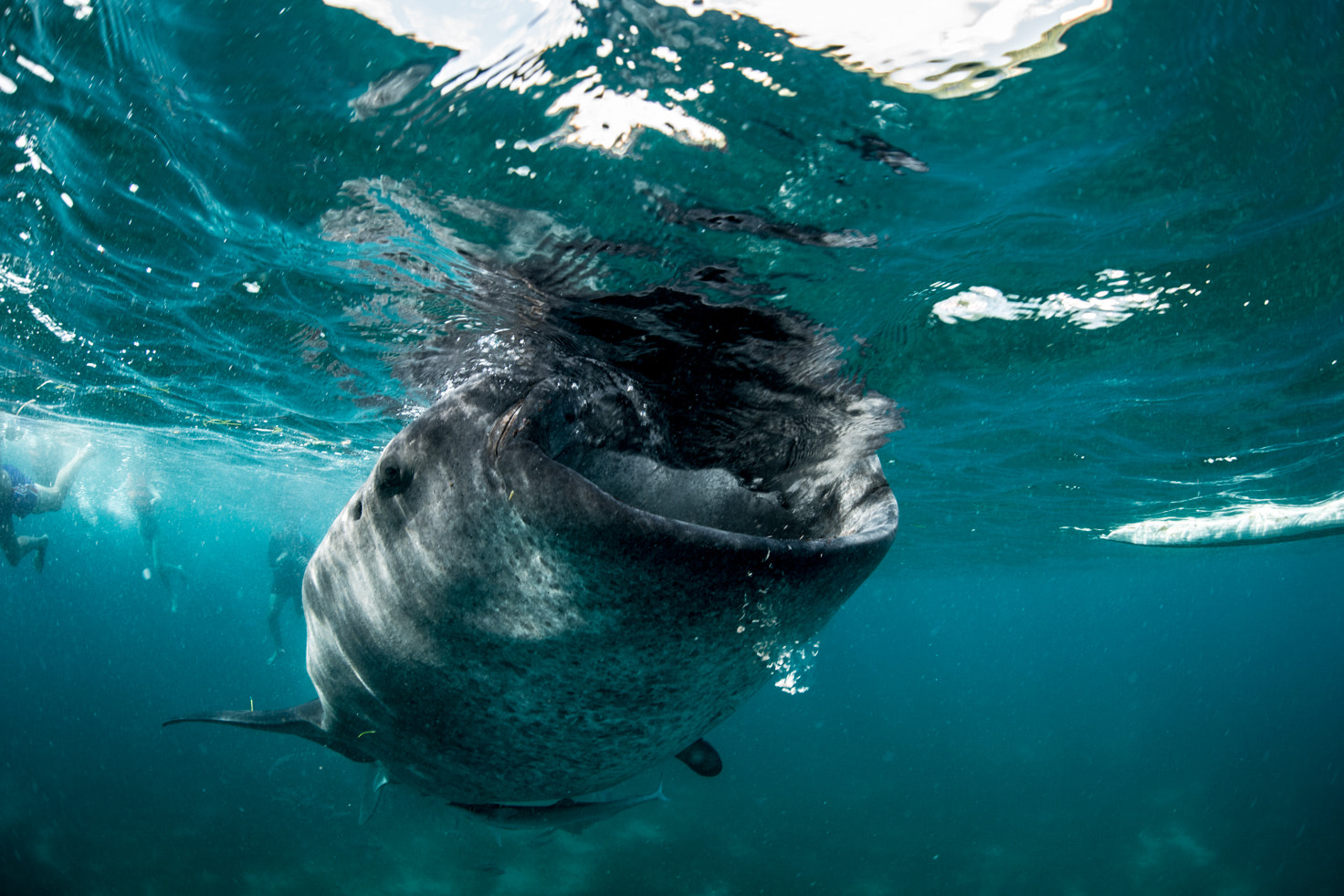 Nikon D800 + Sigma 15mm F2.8 EX DG Diagonal Fisheye sample photo. Whale shark photography