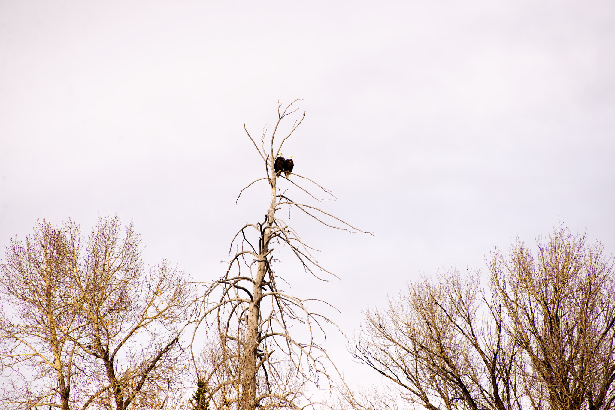 Nikon D600 sample photo. High pair (1) photography