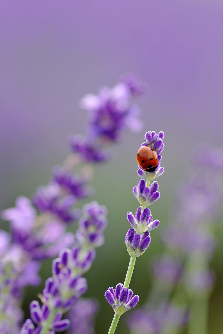 Pentax smc D-FA 100mm F2.8 Macro WR sample photo. Purple & red photography