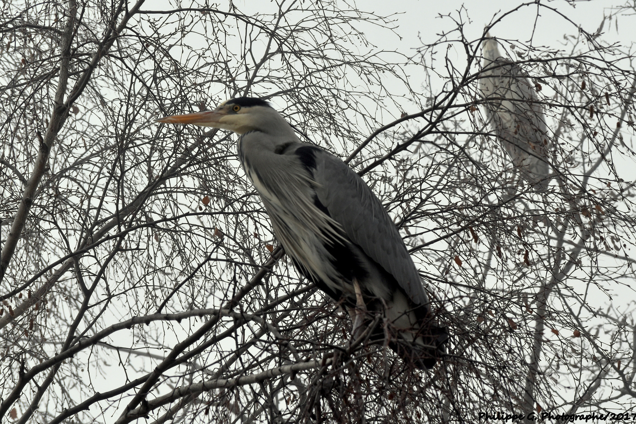 Nikon D5500 sample photo. Maîtres hérons sur un arbre perché photography