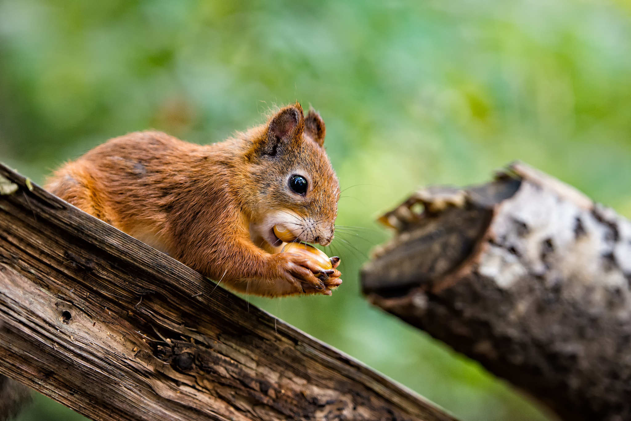 Nikon D610 + Tamron SP 70-200mm F2.8 Di VC USD sample photo. Greedy squirrel photography