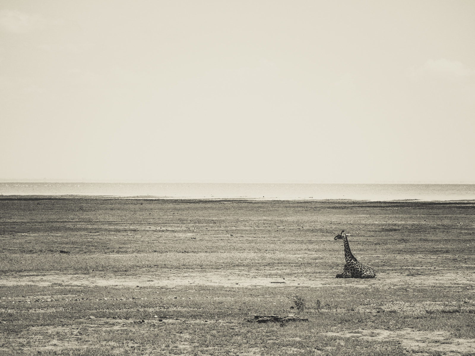 Olympus OM-D E-M10 sample photo. Giraffe serenity photography
