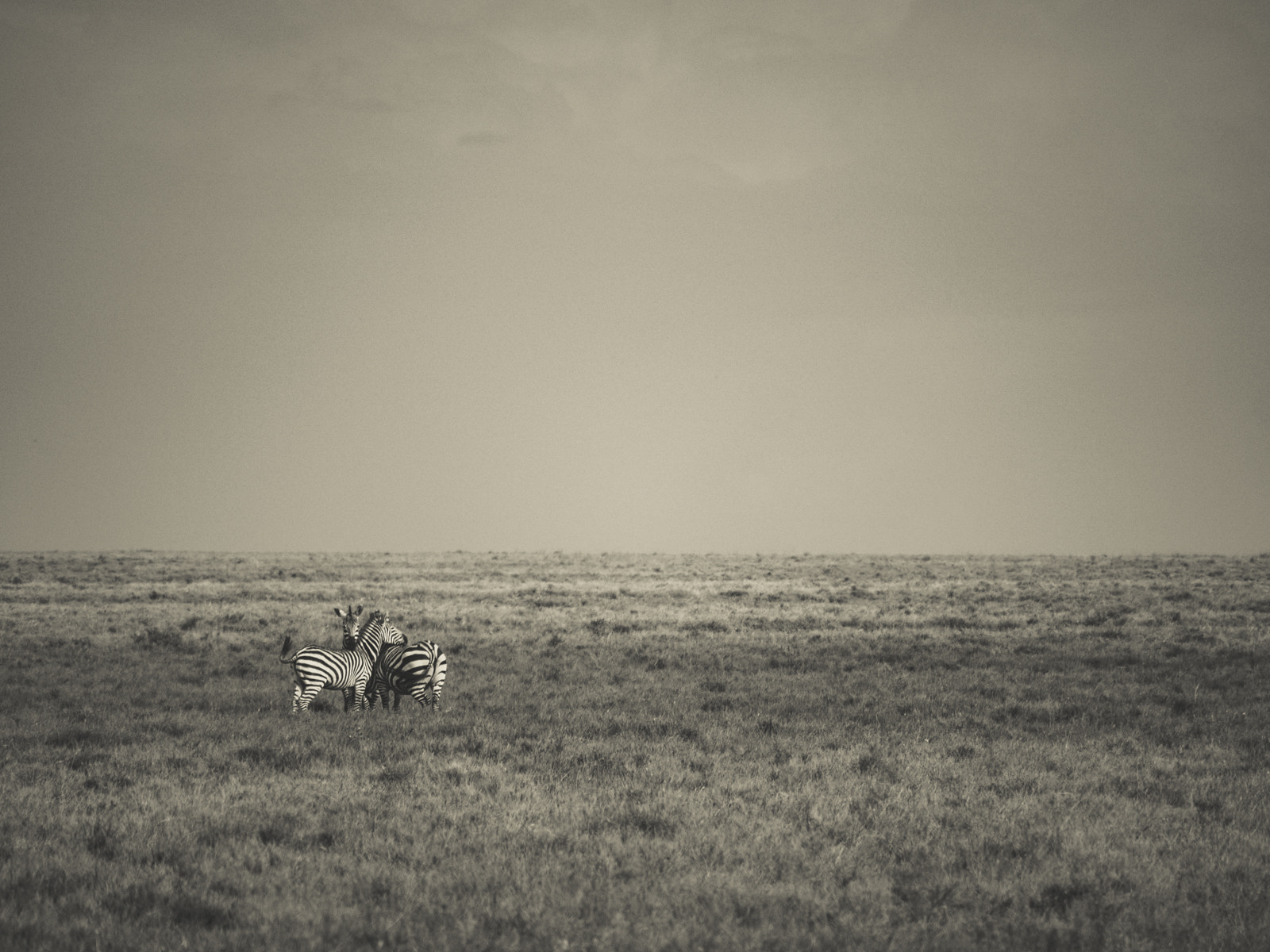 Olympus OM-D E-M10 sample photo. Zebra serenity photography