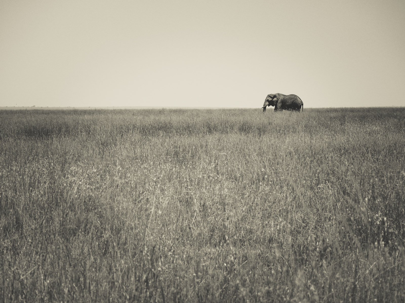 Olympus OM-D E-M10 sample photo. Elephant serenity photography