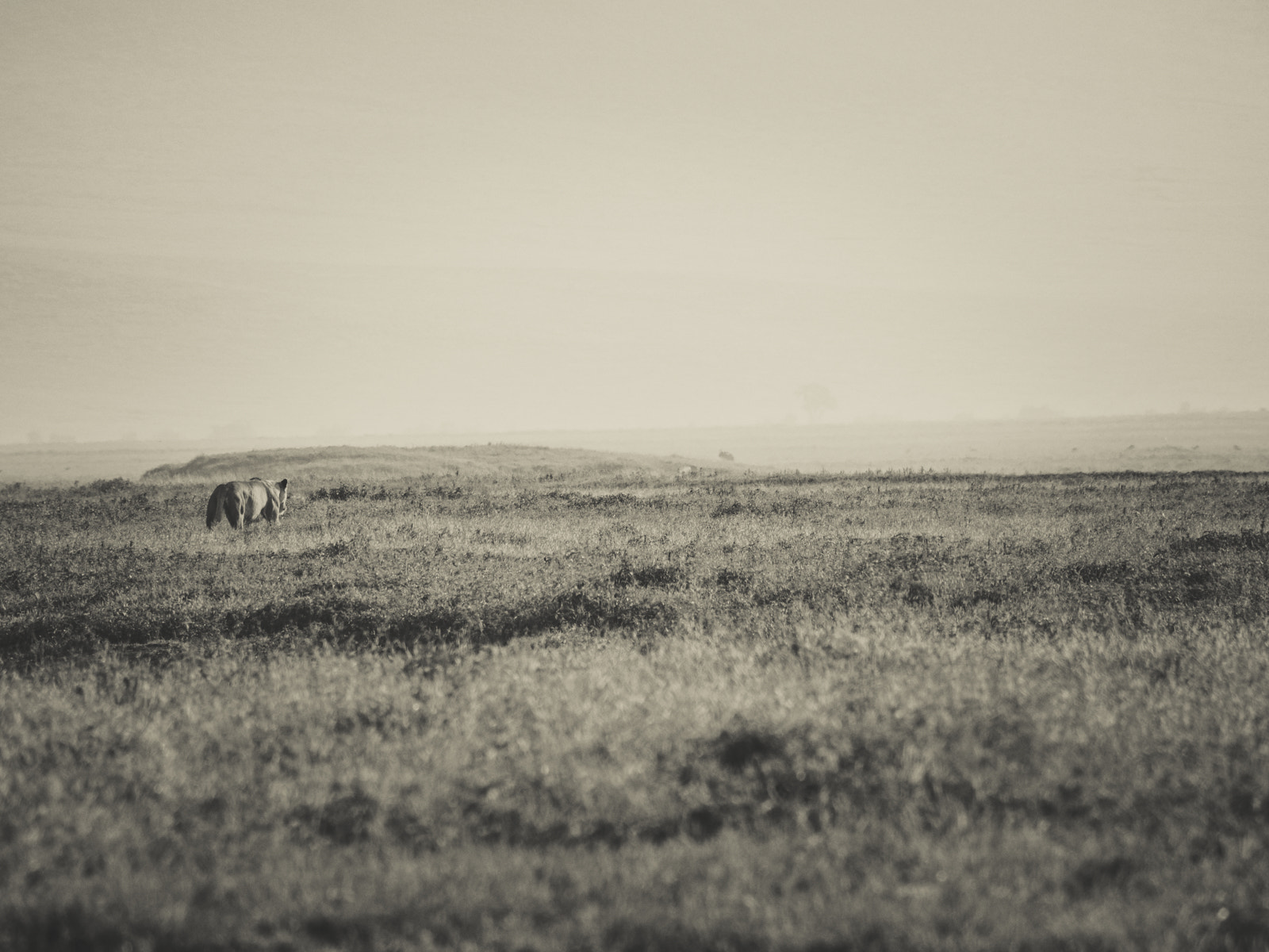 Olympus OM-D E-M10 sample photo. Lioness serenity photography