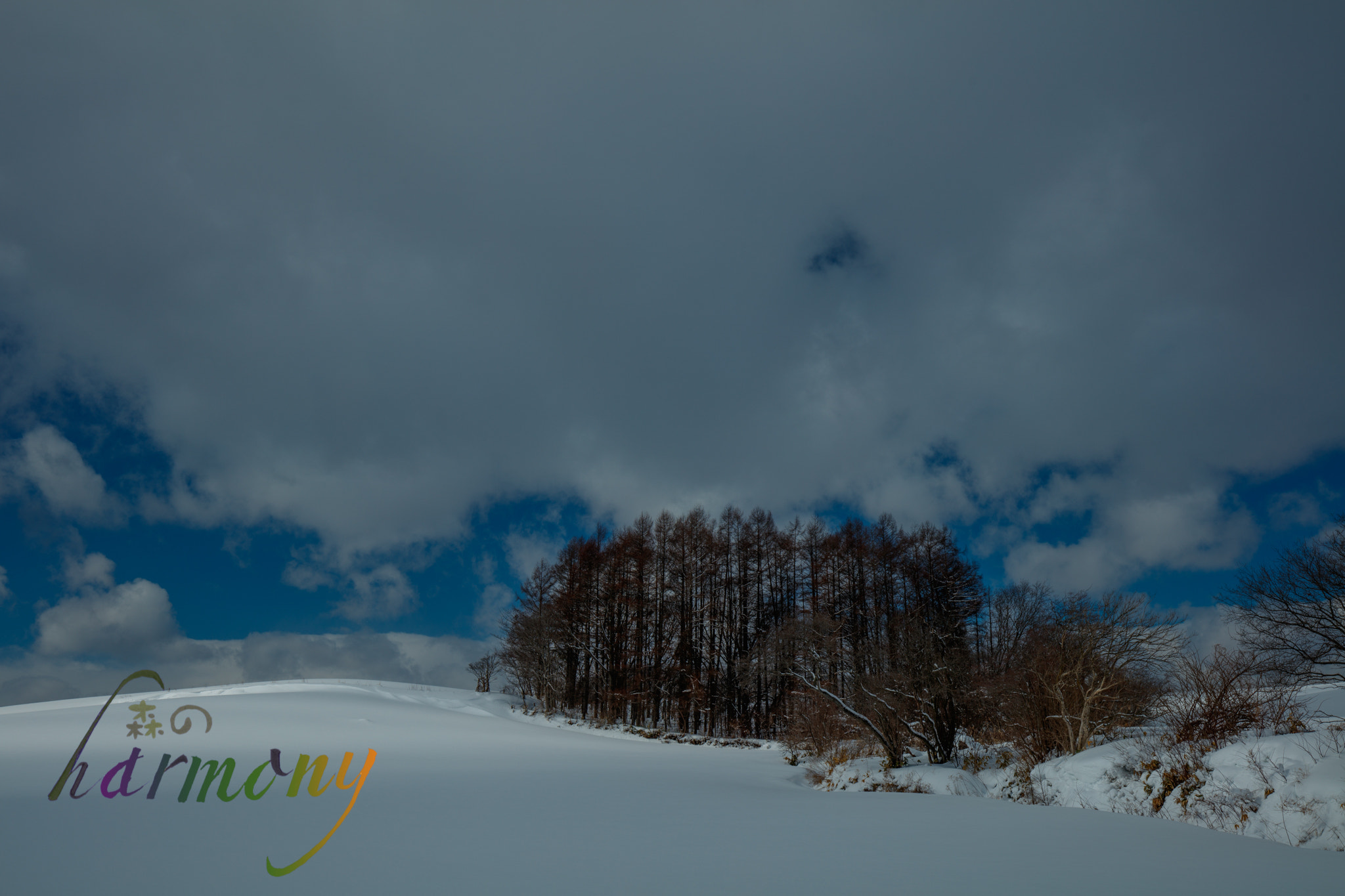 Canon EOS 5DS + Canon EF 16-35mm F4L IS USM sample photo. Forest on the snow highland photography