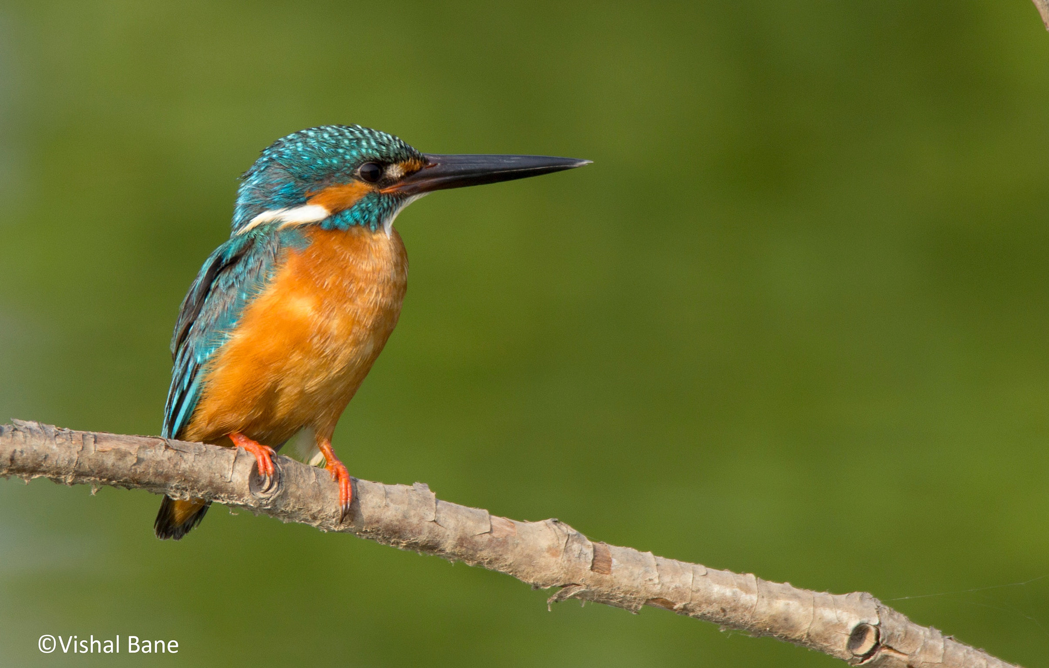 Tamron SP 150-600mm F5-6.3 Di VC USD sample photo. Kingfisher..full screen recommended photography
