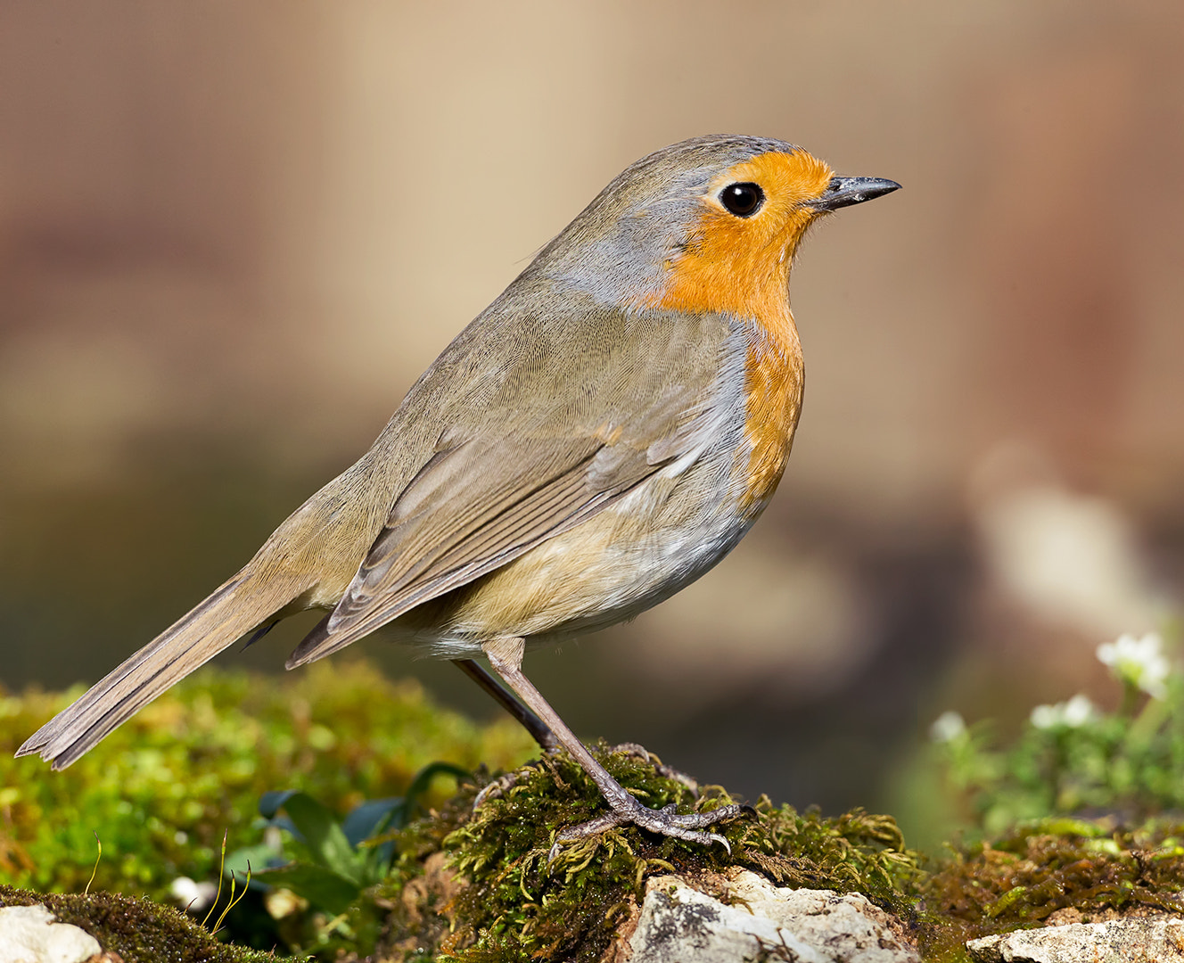 Canon EOS-1D X + Canon EF 500mm F4L IS USM sample photo. Pettirosso - robin (erithacus rubecula) photography