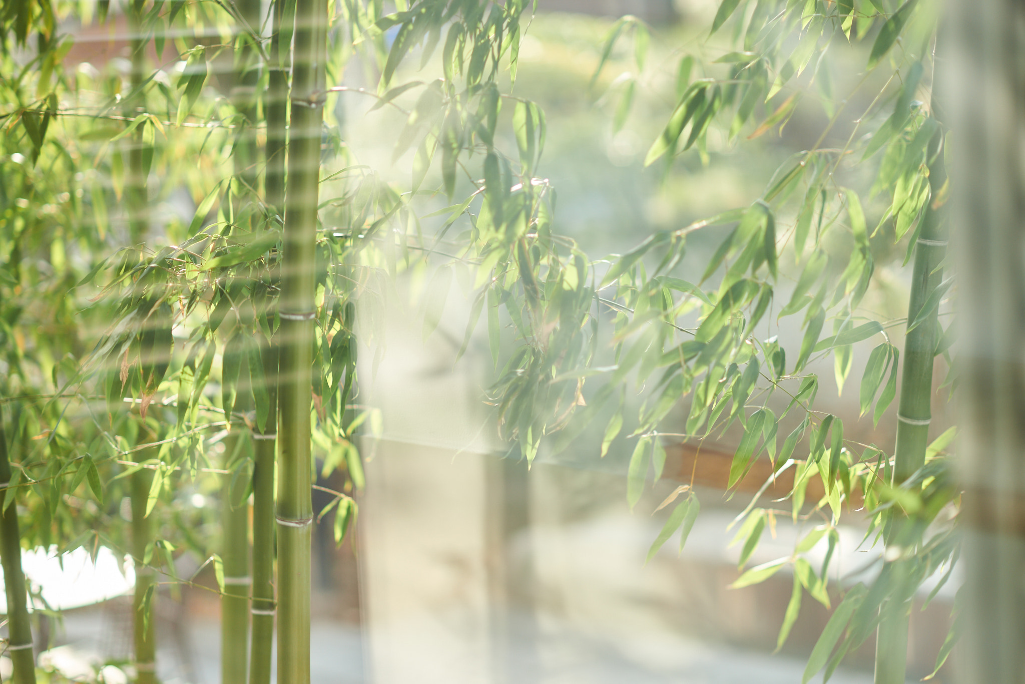 Sony Planar T* 85mm F1.4 ZA sample photo