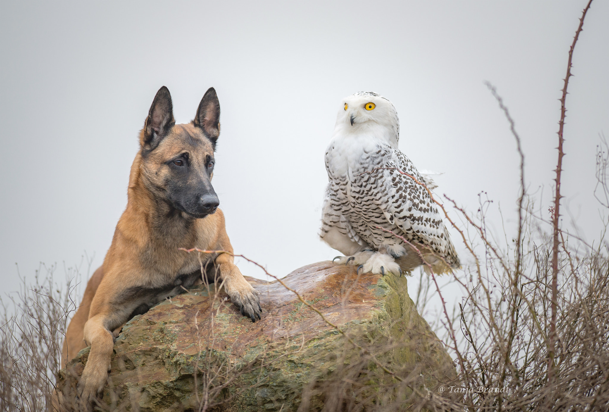 Nikon AF-S Nikkor 300mm F2.8G ED VR II sample photo. Be proud photography