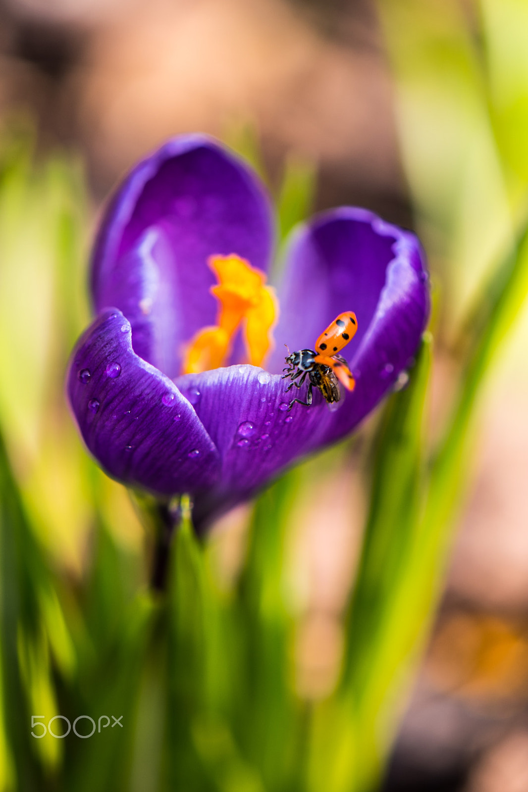 Nikon AF-S DX Micro-Nikkor 85mm F3.5G ED VR sample photo. Here i come! photography