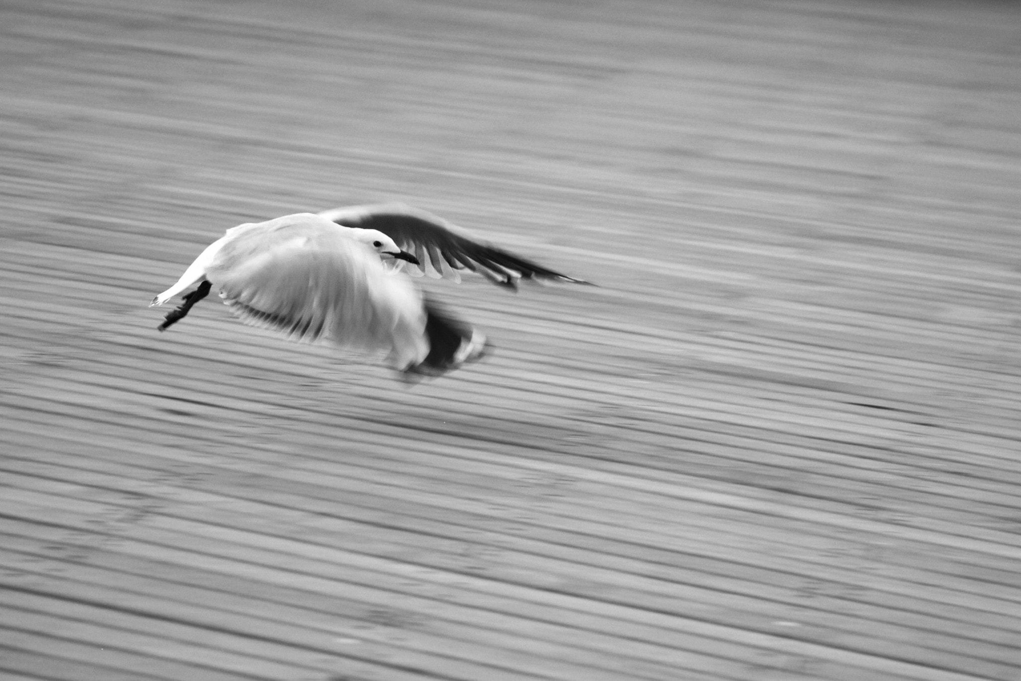 Canon EOS 500D (EOS Rebel T1i / EOS Kiss X3) sample photo. Landing photography