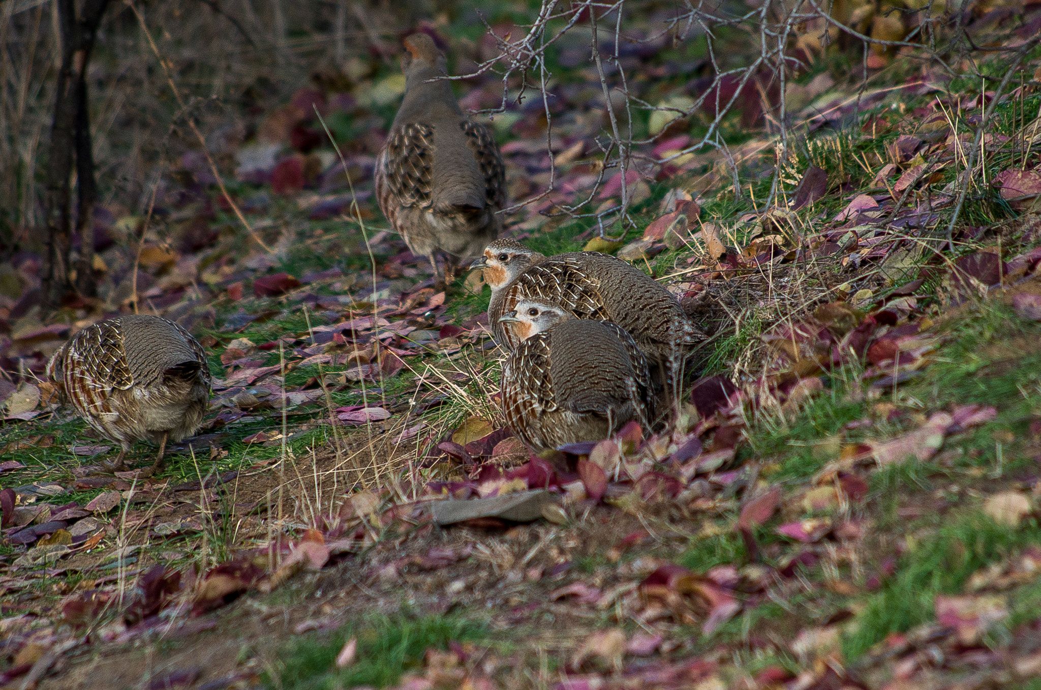 HD Pentax DA 55-300mm F4.0-5.8 ED WR sample photo. Grey partridge // perdix photography