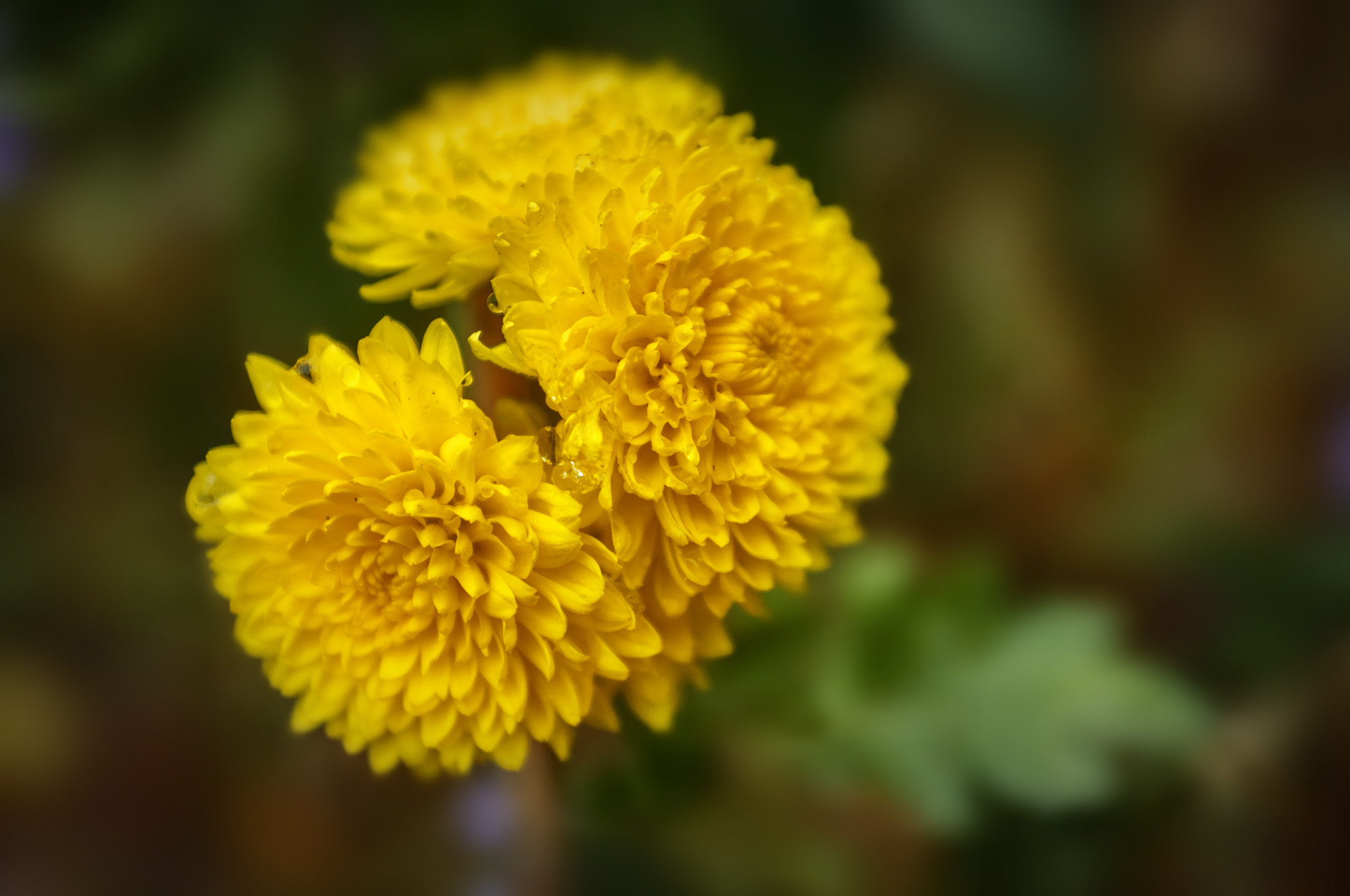AF Zoom-Nikkor 35-70mm f/2.8 sample photo. ... photography