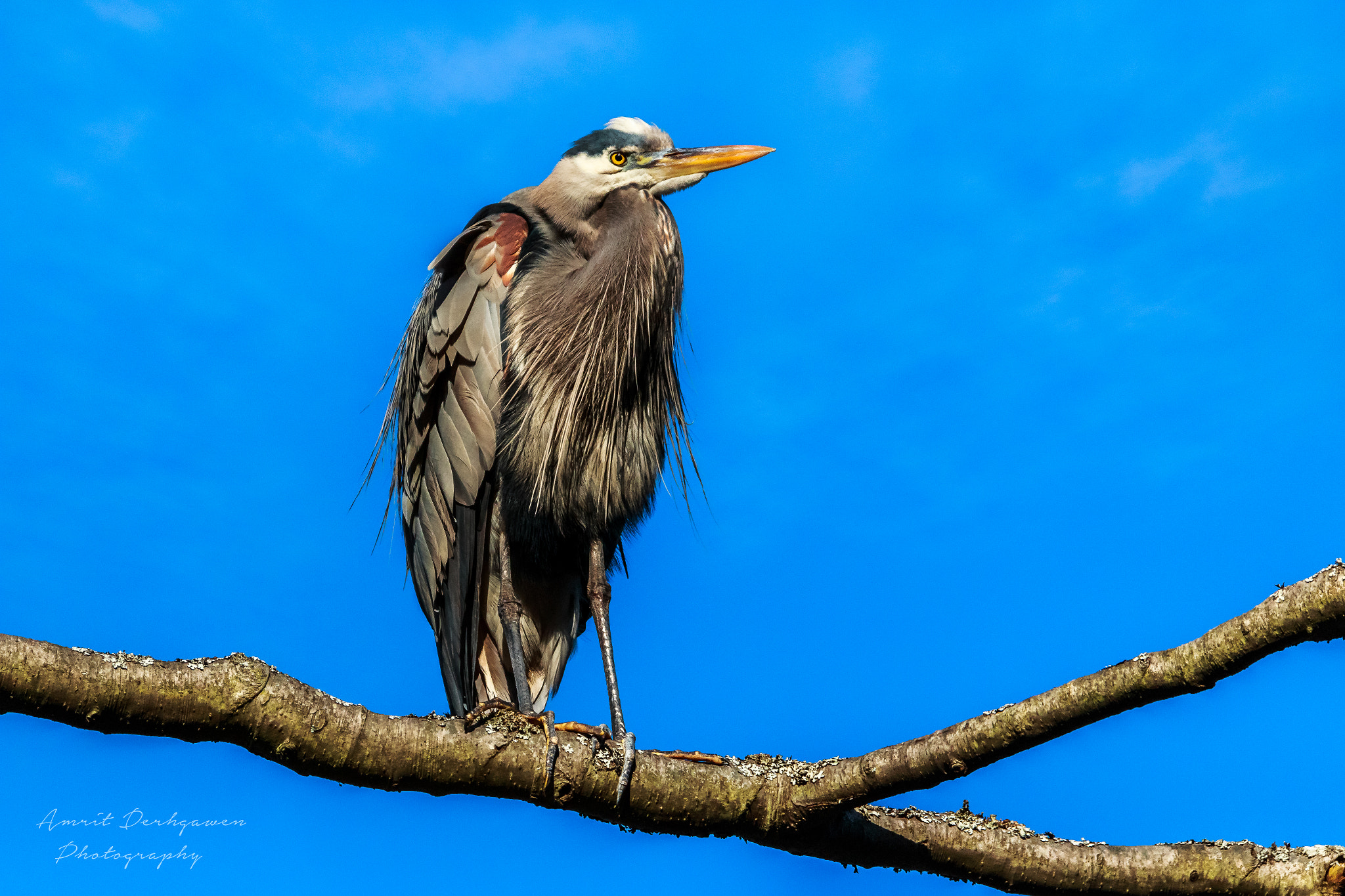 150-600mm F5-6.3 DG OS HSM | Contemporary 015 sample photo. A blue heron photography