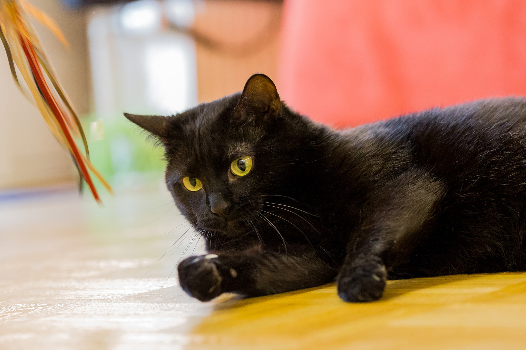 Sigma 105mm F2.8 EX DG OS HSM sample photo. Greta 4 photography