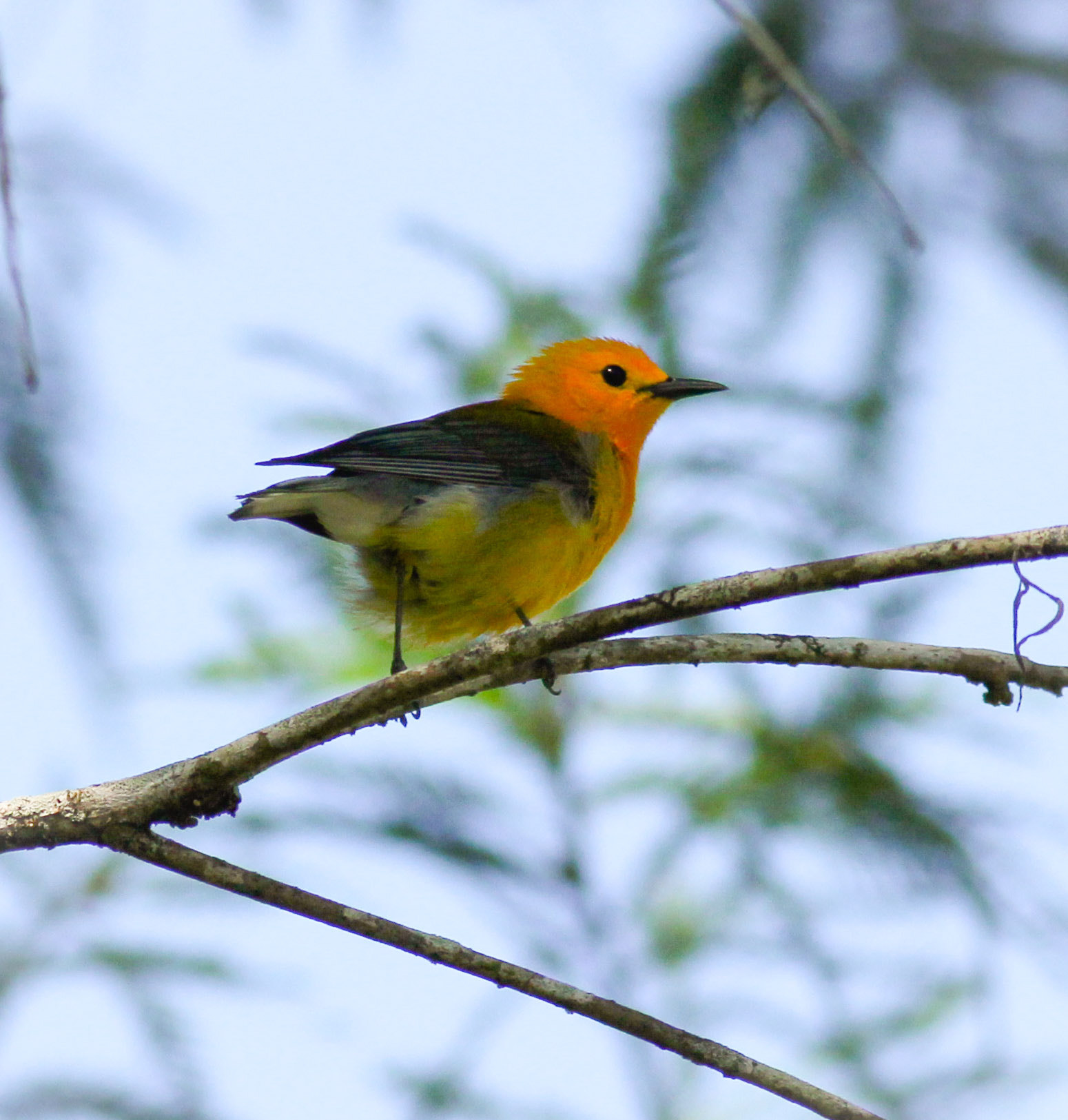 Canon EF 400mm F5.6L USM sample photo. Warbler photography