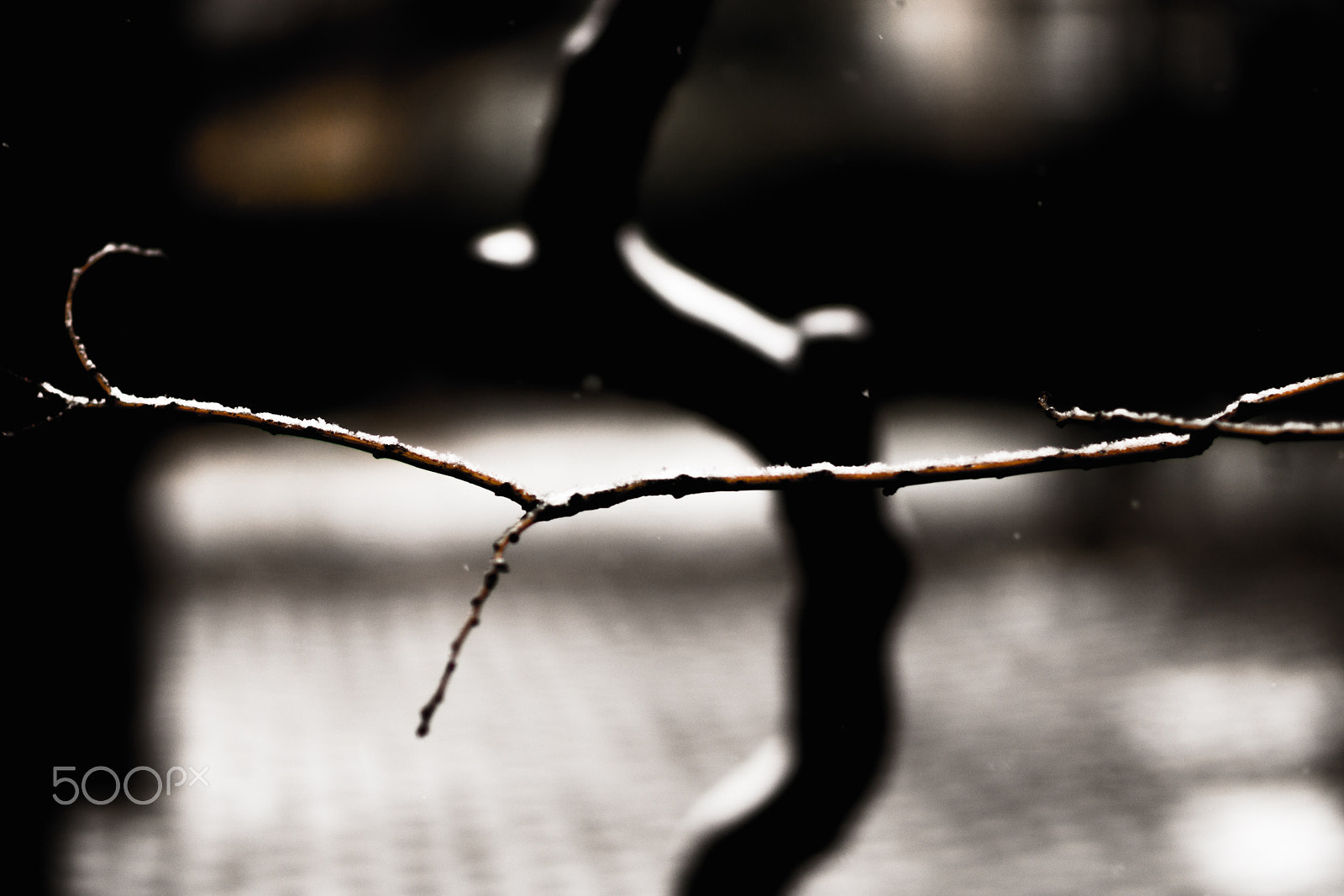 Sony Planar T* 85mm F1.4 ZA sample photo. Wood and snow photography