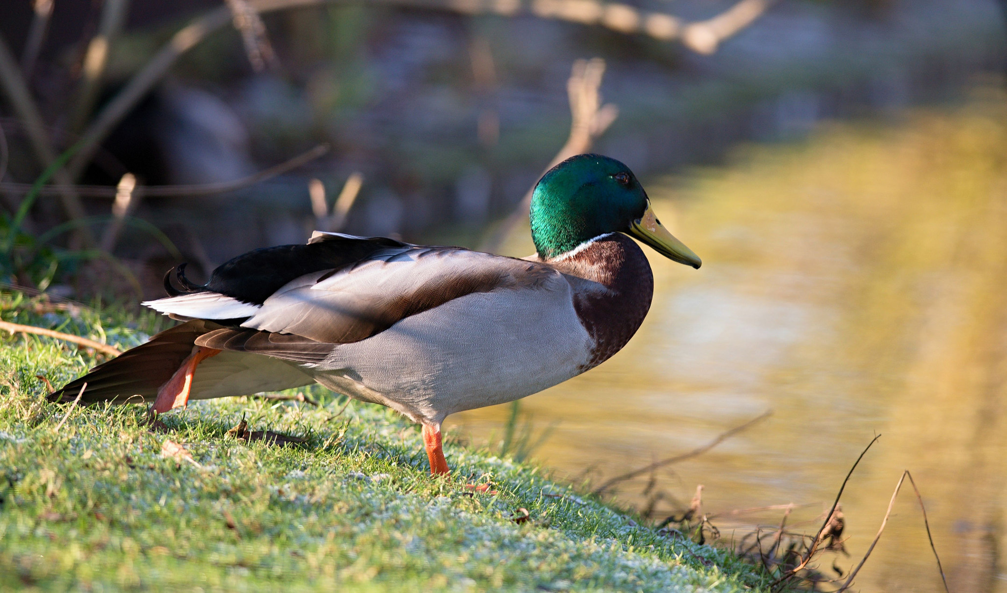 Nikon D610 + Nikon AF-S Nikkor 300mm F4D ED-IF sample photo. Mallard photography