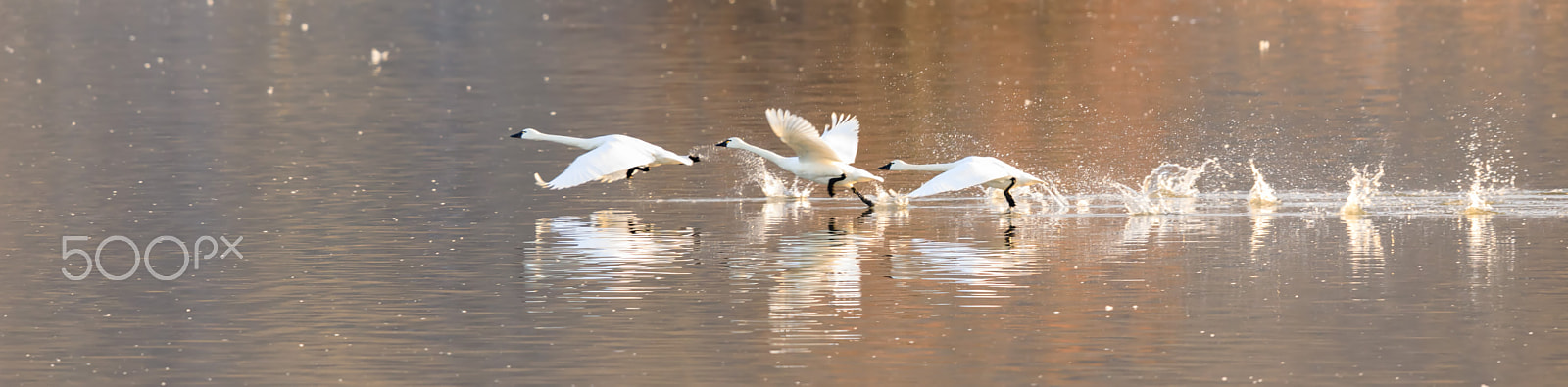 Canon EF 600mm F4L IS II USM sample photo. Taking off photography