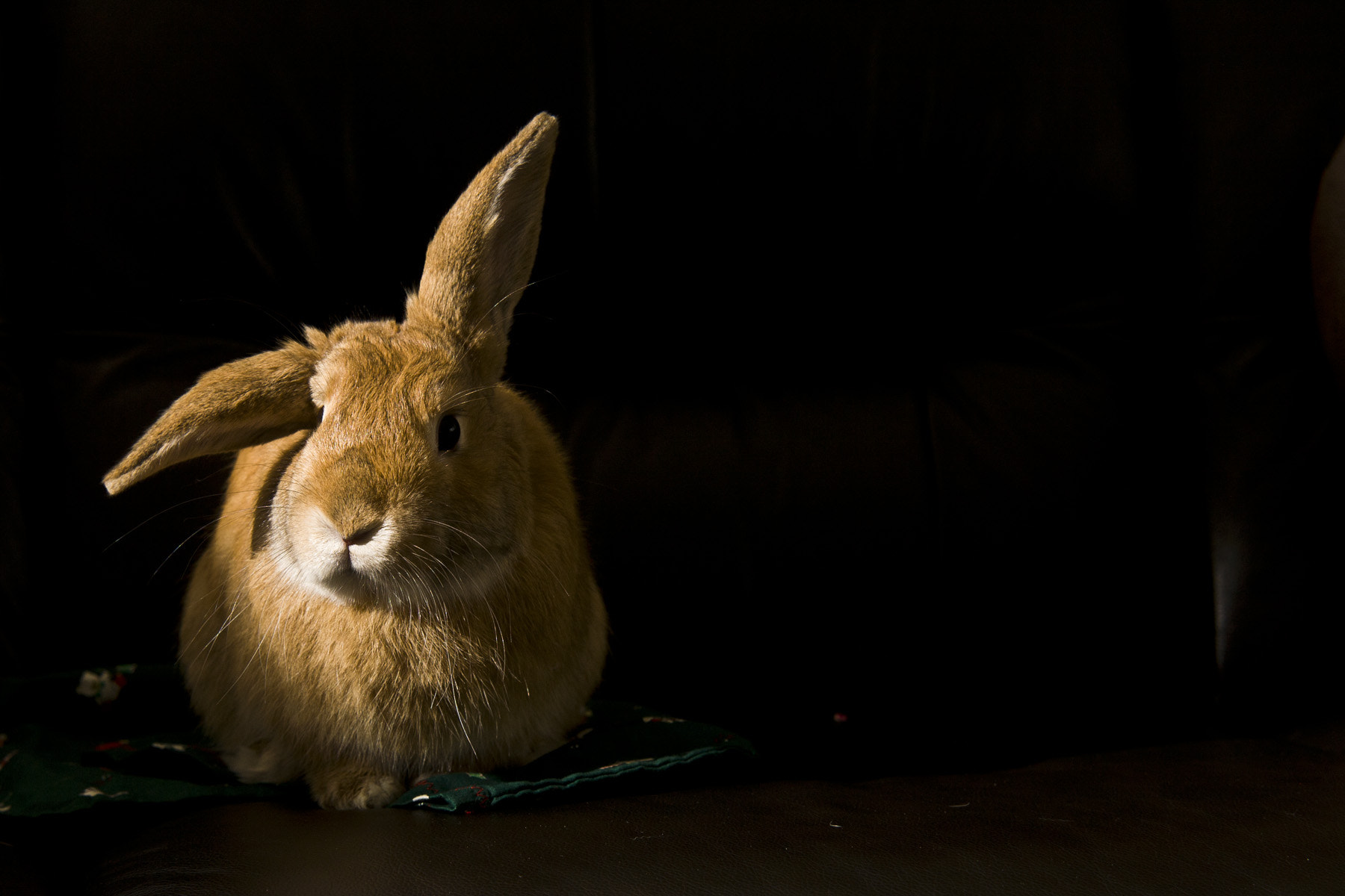 Sigma 70-200mm F2.8 EX DG OS HSM sample photo. 5294249204.jpg photography