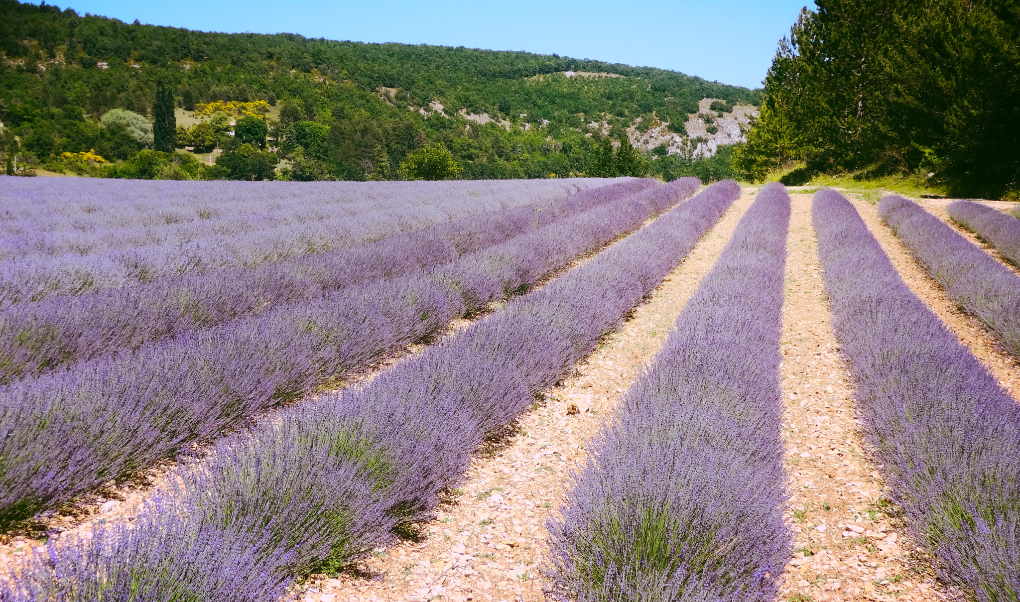 Sony Cyber-shot DSC-QX10 sample photo. Lavender blue photography