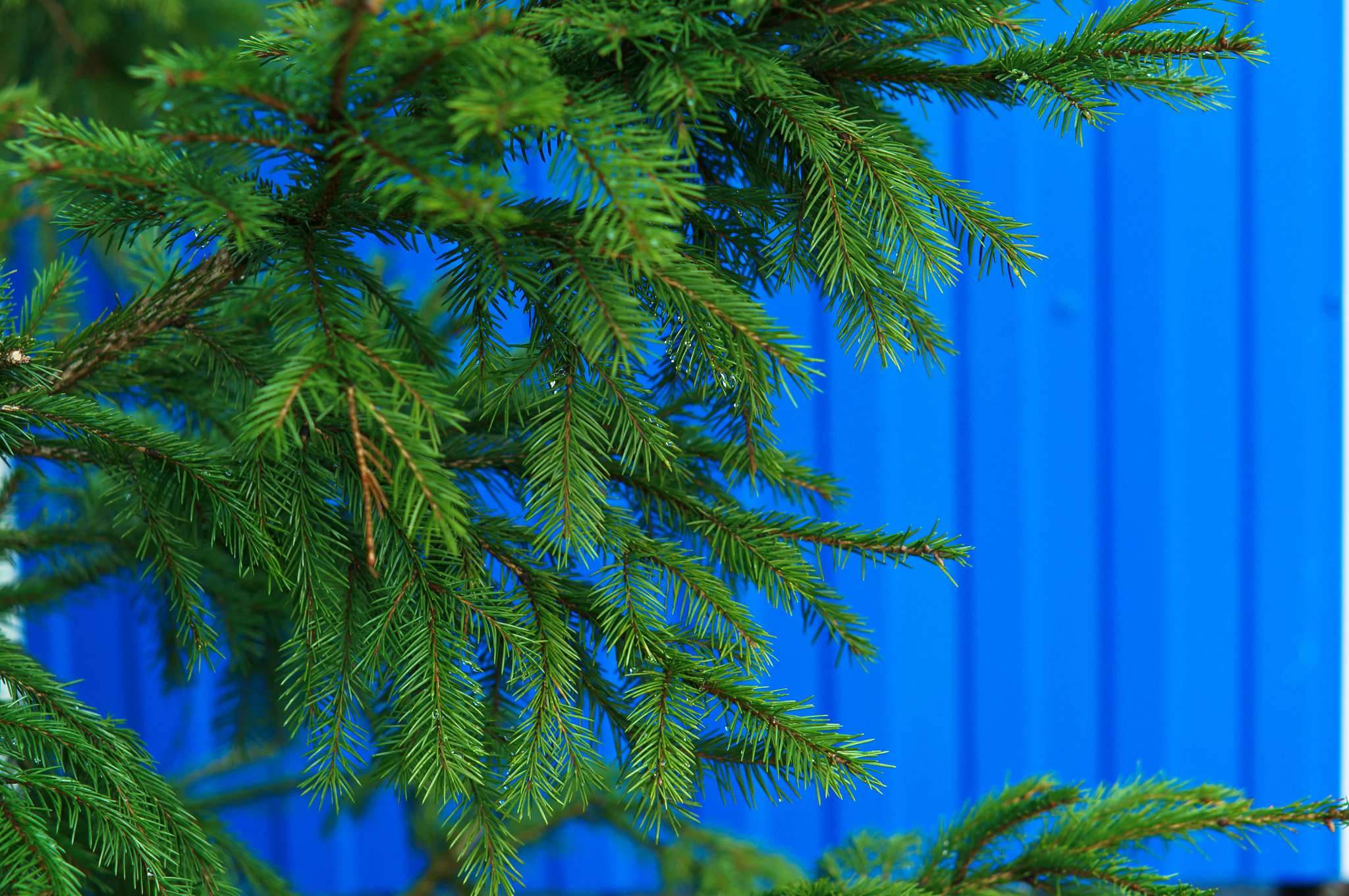 Sony Alpha NEX-3N + E 50mm F1.8 OSS sample photo. Spruce branch photography