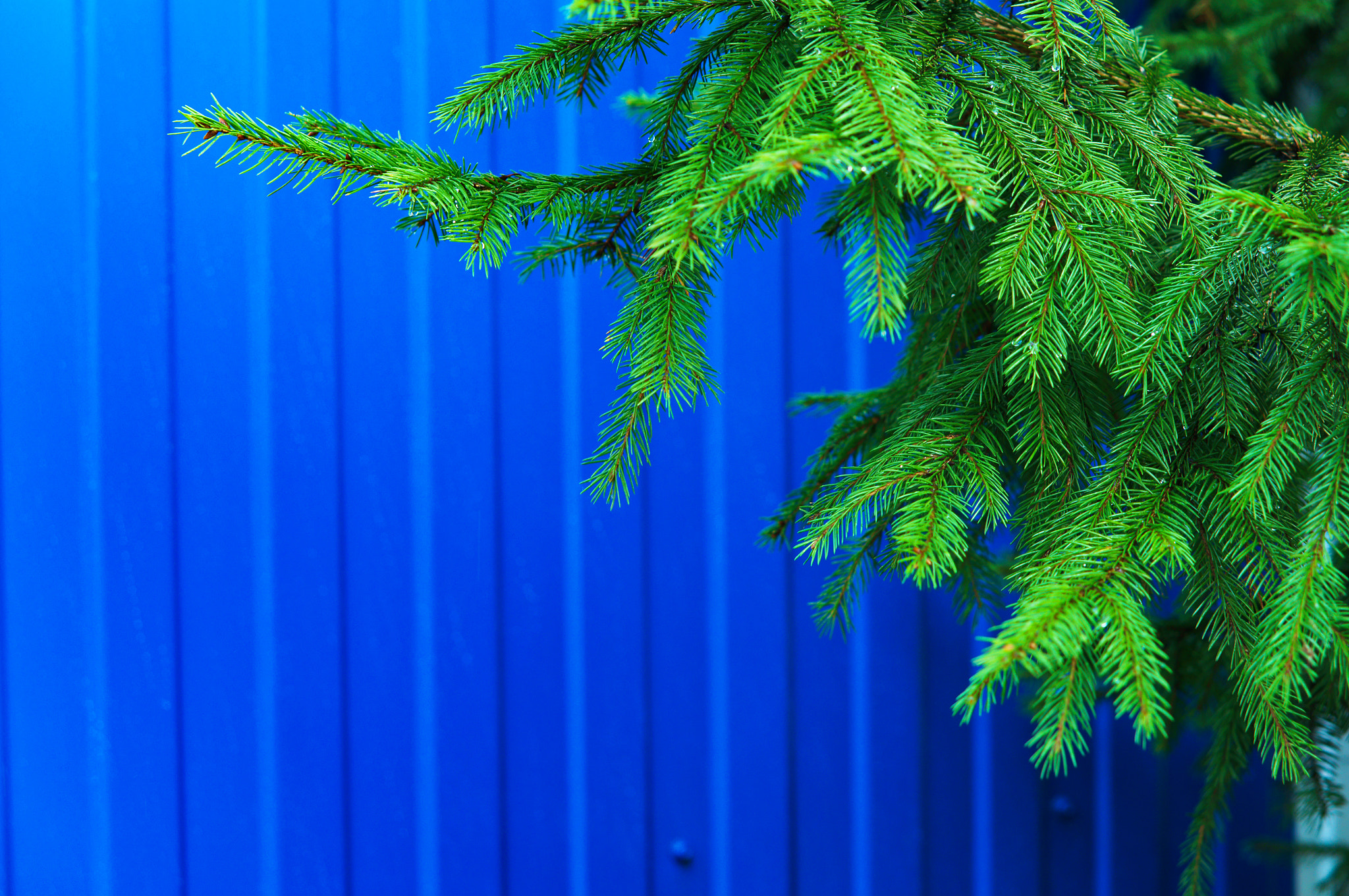 Sony Alpha NEX-3N + E 50mm F1.8 OSS sample photo. Spruce branch photography