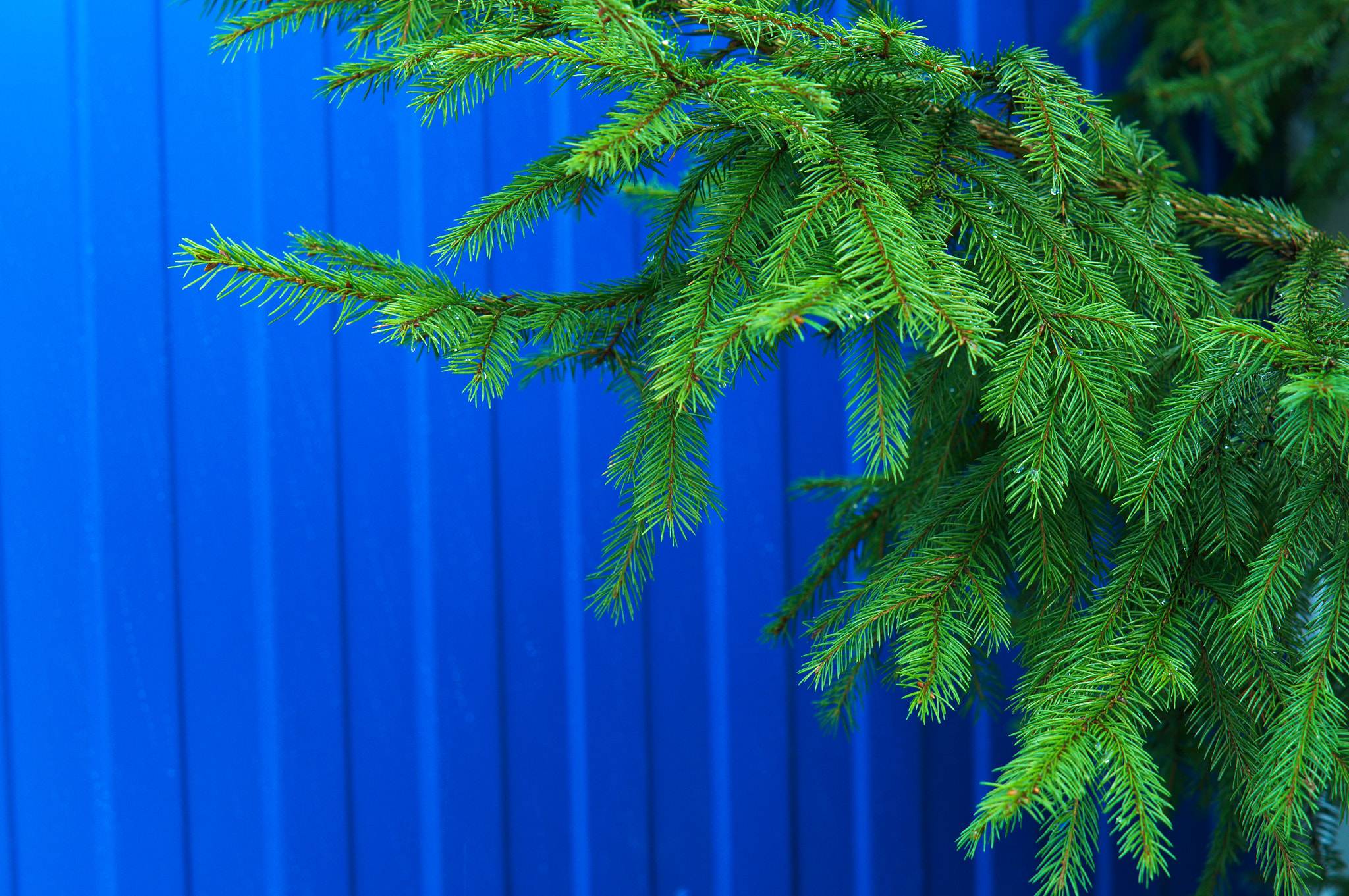 Sony Alpha NEX-3N sample photo. Spruce branch photography