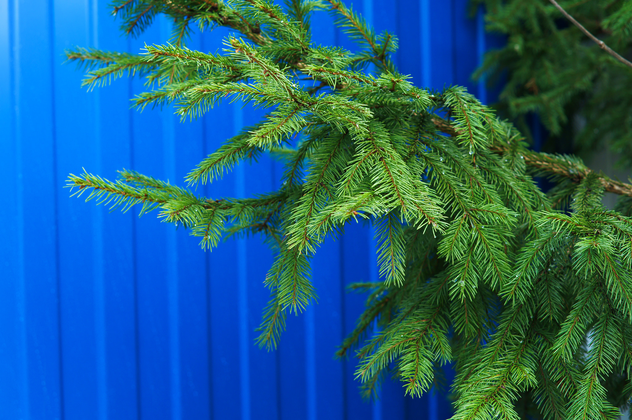 Sony Alpha NEX-3N + E 50mm F1.8 OSS sample photo. Spruce branch photography