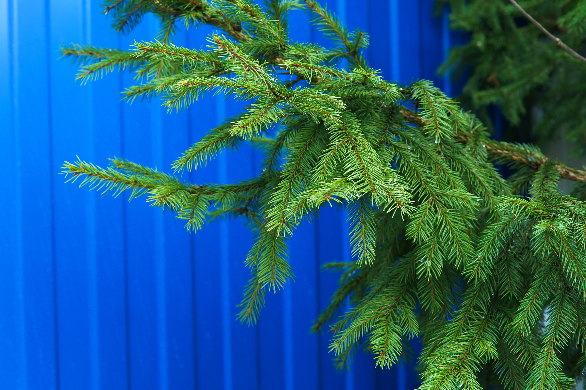 Sony Alpha NEX-3N sample photo. Spruce branch photography