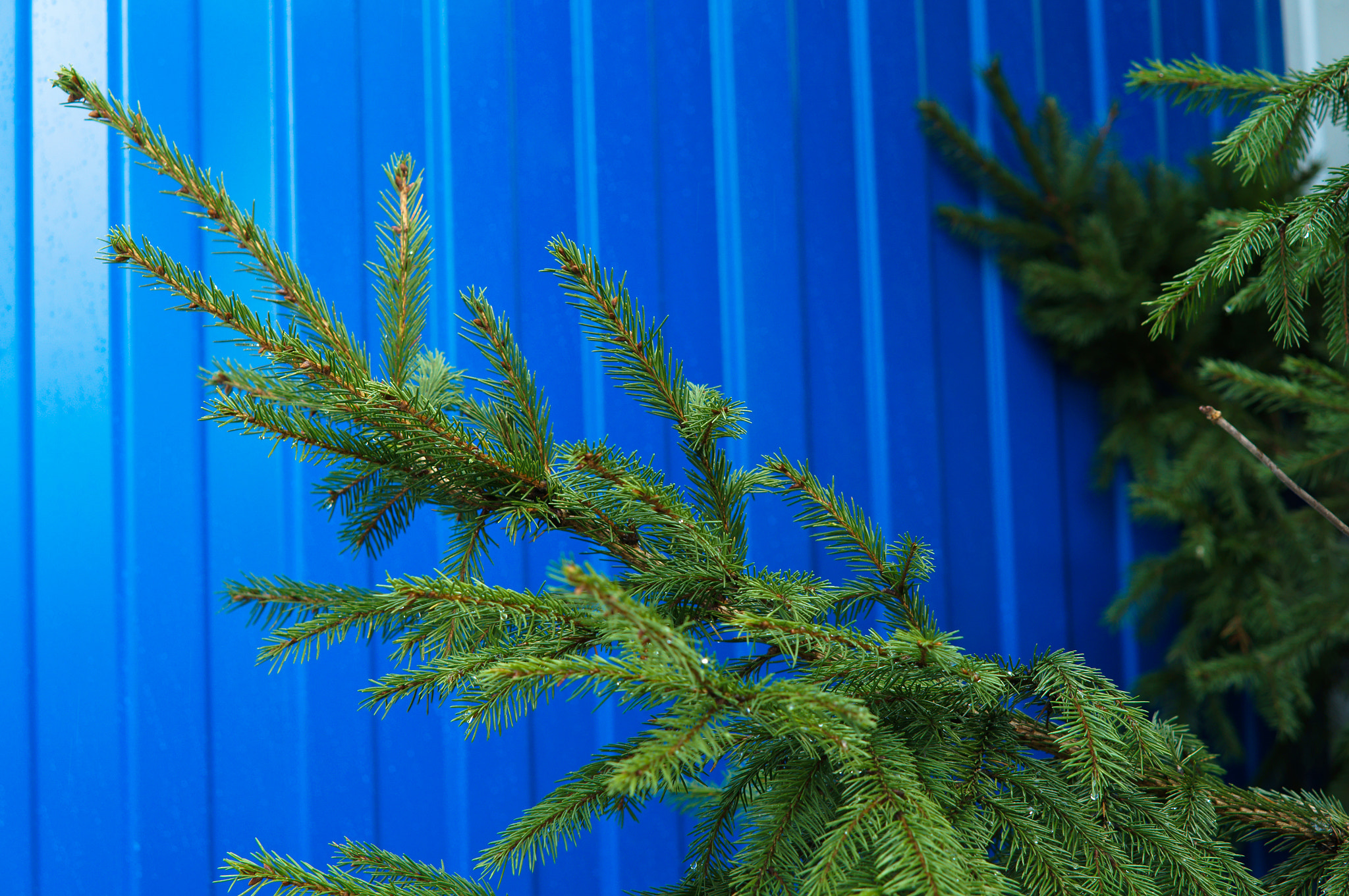 Sony Alpha NEX-3N + E 50mm F1.8 OSS sample photo. Spruce branch photography