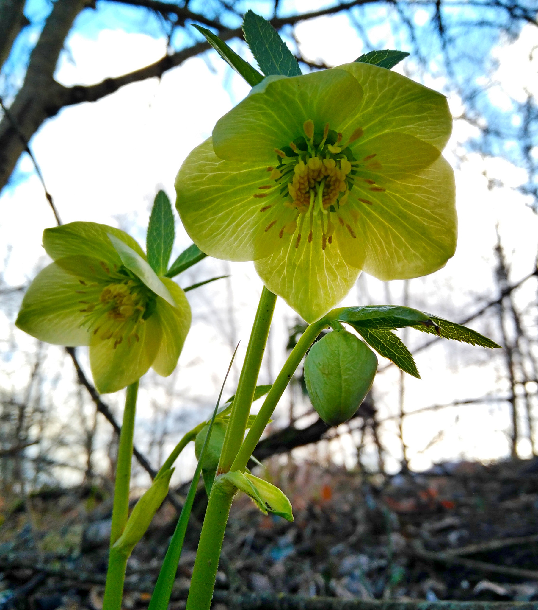 OnePlus ONE E1003 sample photo. Flower  photography