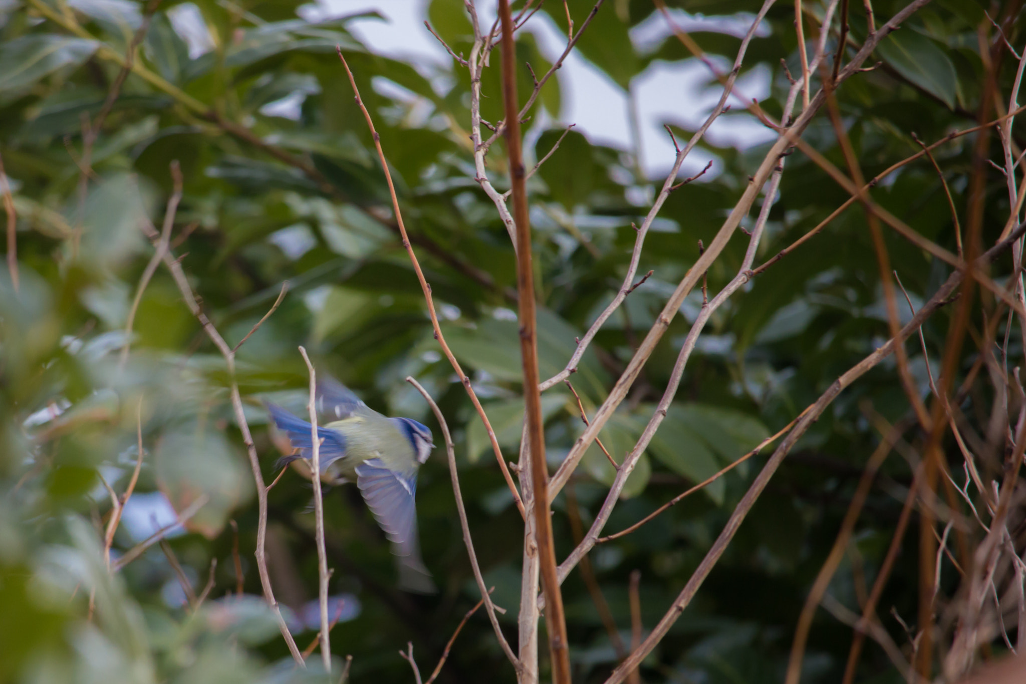 Canon EOS 550D (EOS Rebel T2i / EOS Kiss X4) + Canon EF-S 55-250mm F4-5.6 IS STM sample photo. Blue titmouse mid flight photography