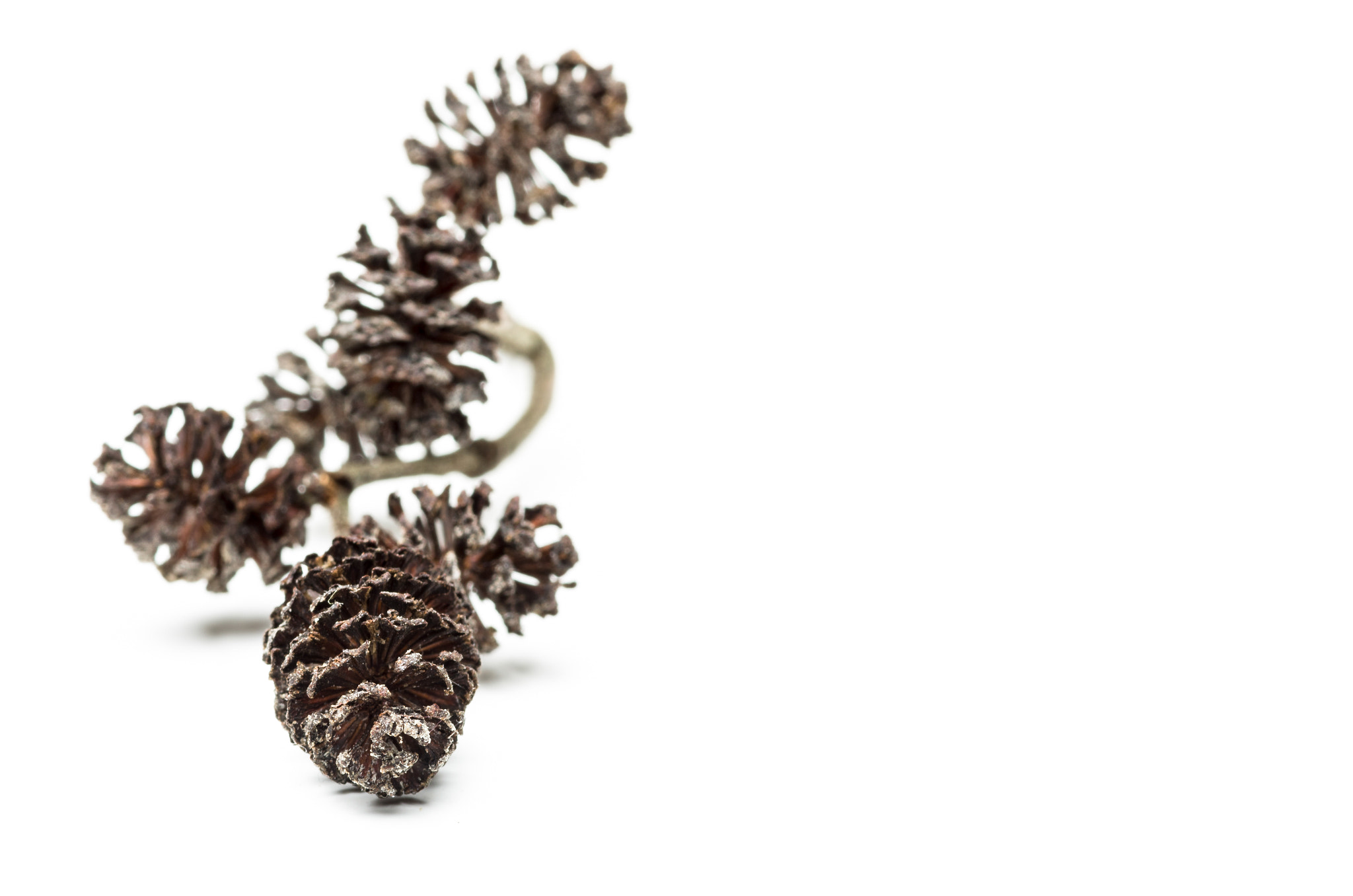 Pentax smc D-FA 100mm F2.8 macro sample photo. Alder cone photography