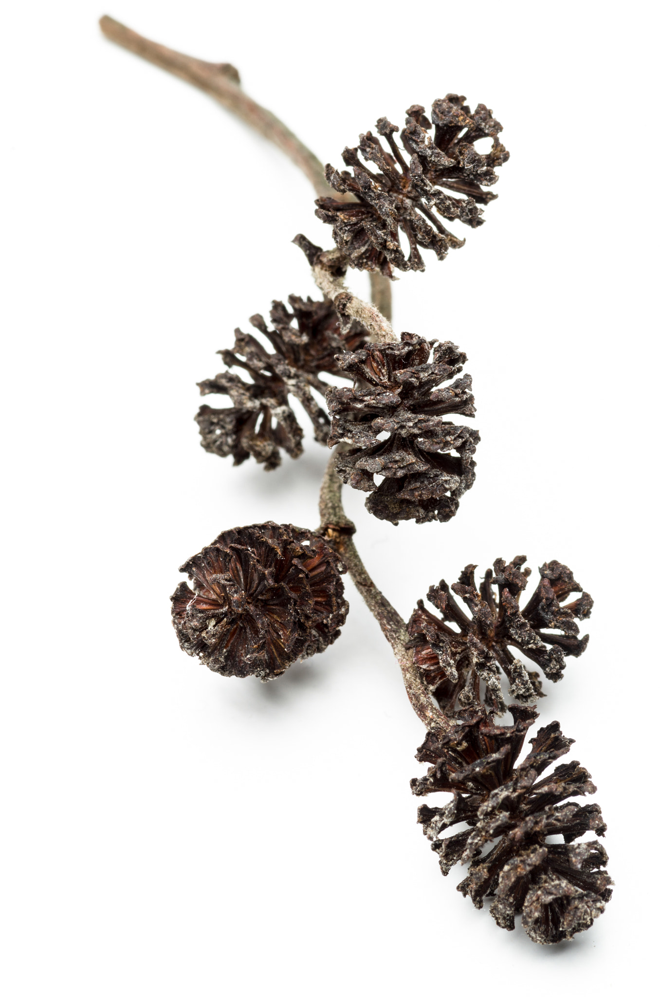 Pentax smc D-FA 100mm F2.8 macro sample photo. Alder cone photography