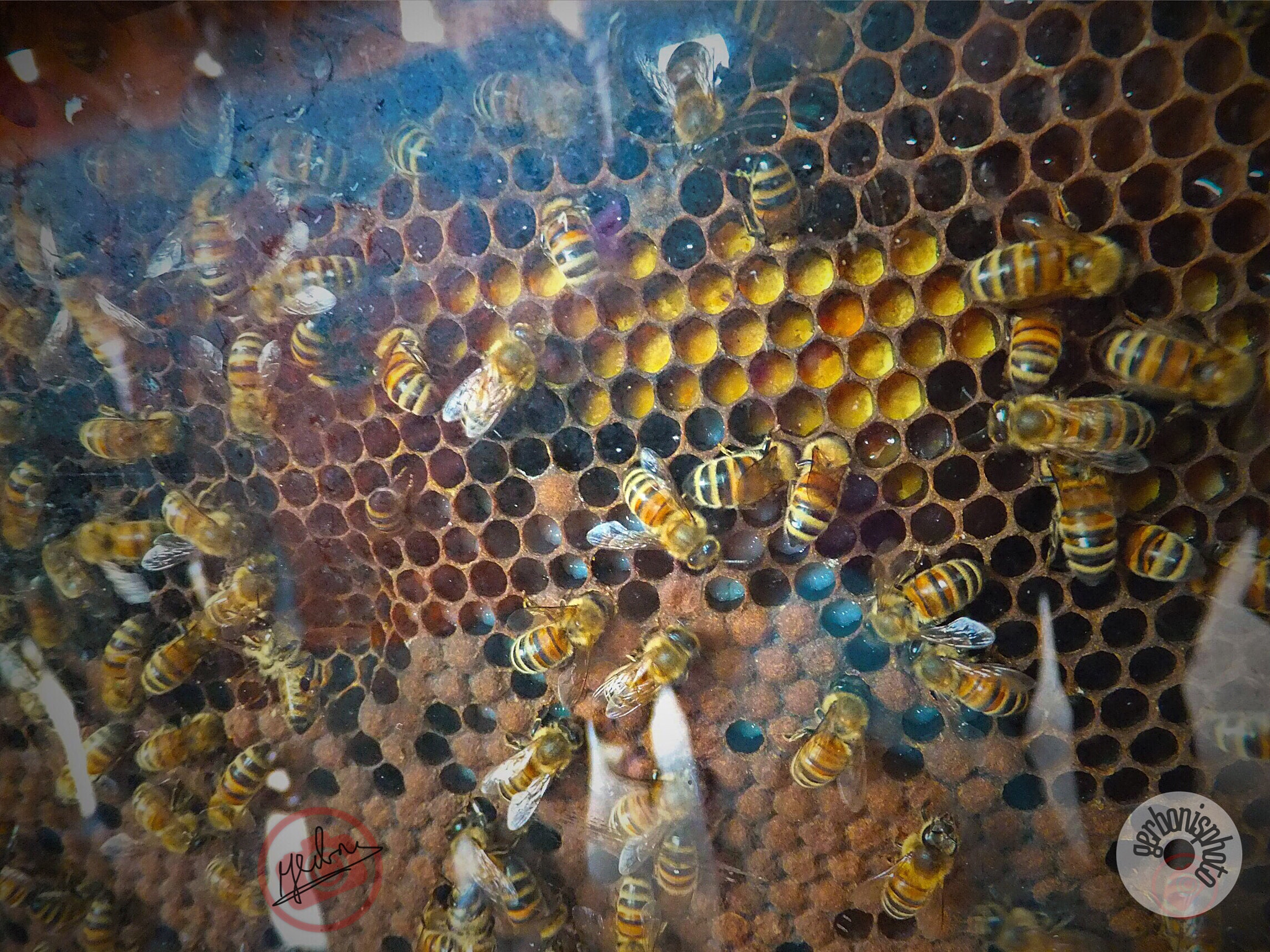 Fujifilm FinePix F550EXR sample photo. Hive for bees photography