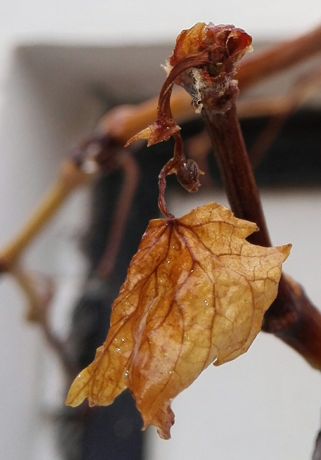 HUAWEI P7-L10 sample photo. Last paper photography