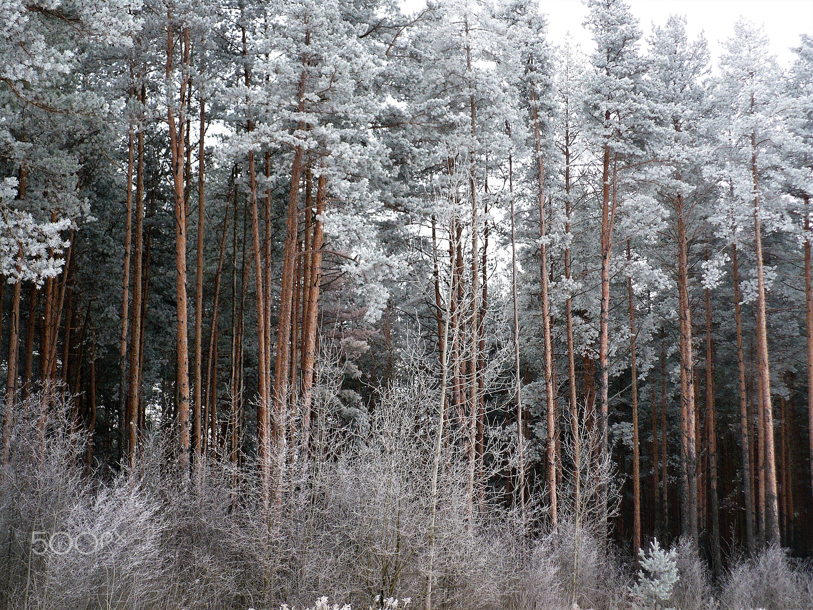 Panasonic DMC-LZ7 sample photo. Pine forest in winter photography