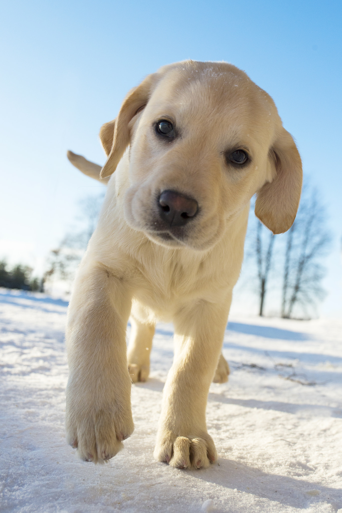 Nikon D4S + Sigma 35mm F1.4 DG HSM Art sample photo. Funny lab puppy photography