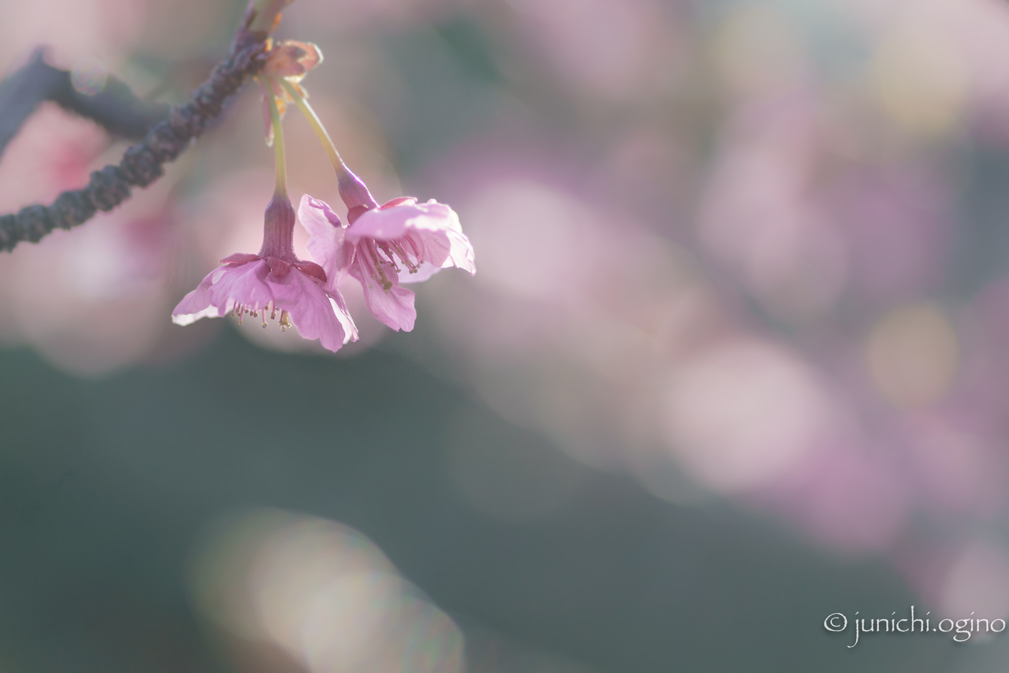 Minolta AF 100mm F2.8 Macro [New] sample photo. Japanese taste photography