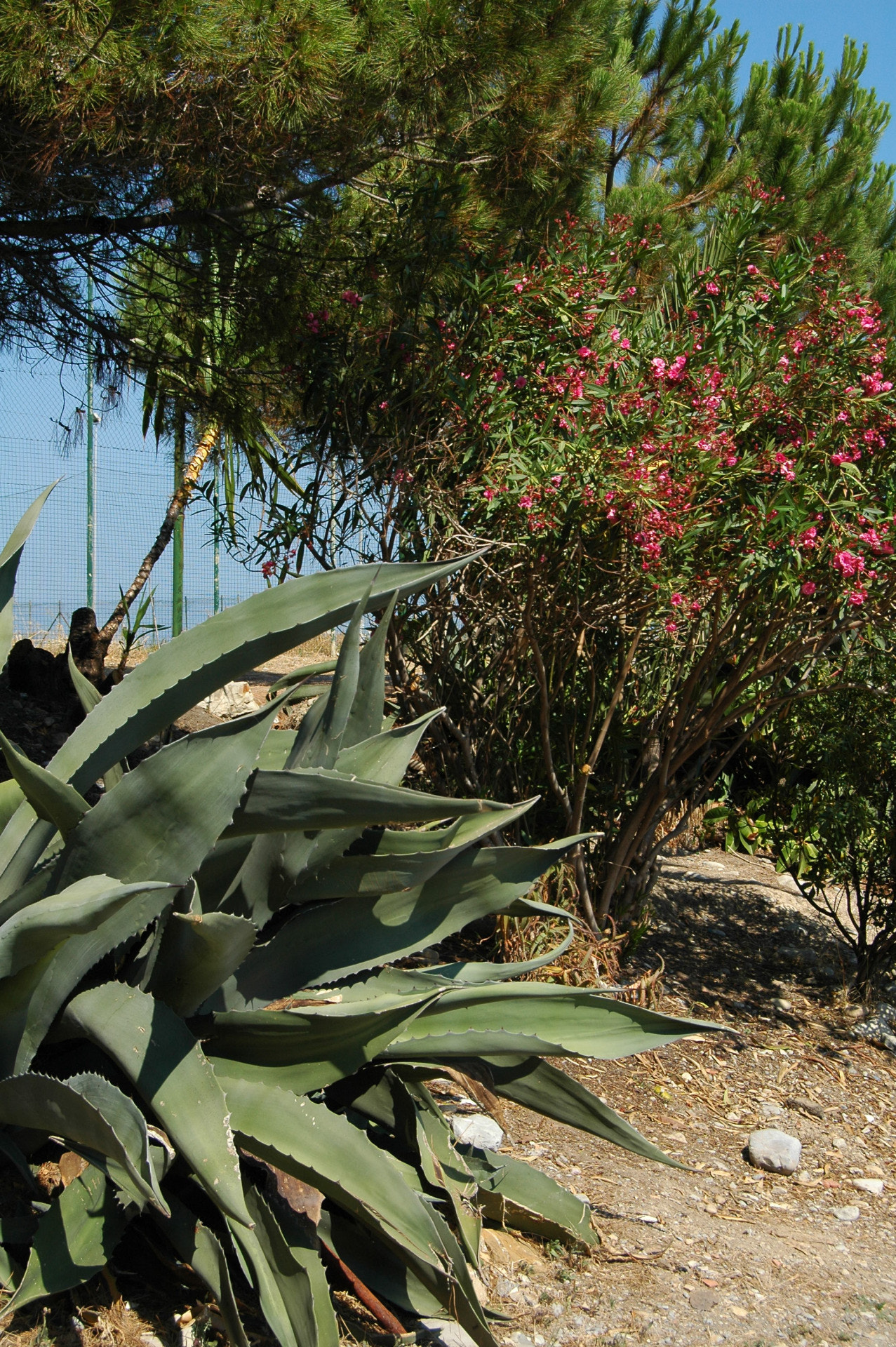 Nikon D70 sample photo. Bordighera (im)  zona arziglia photography