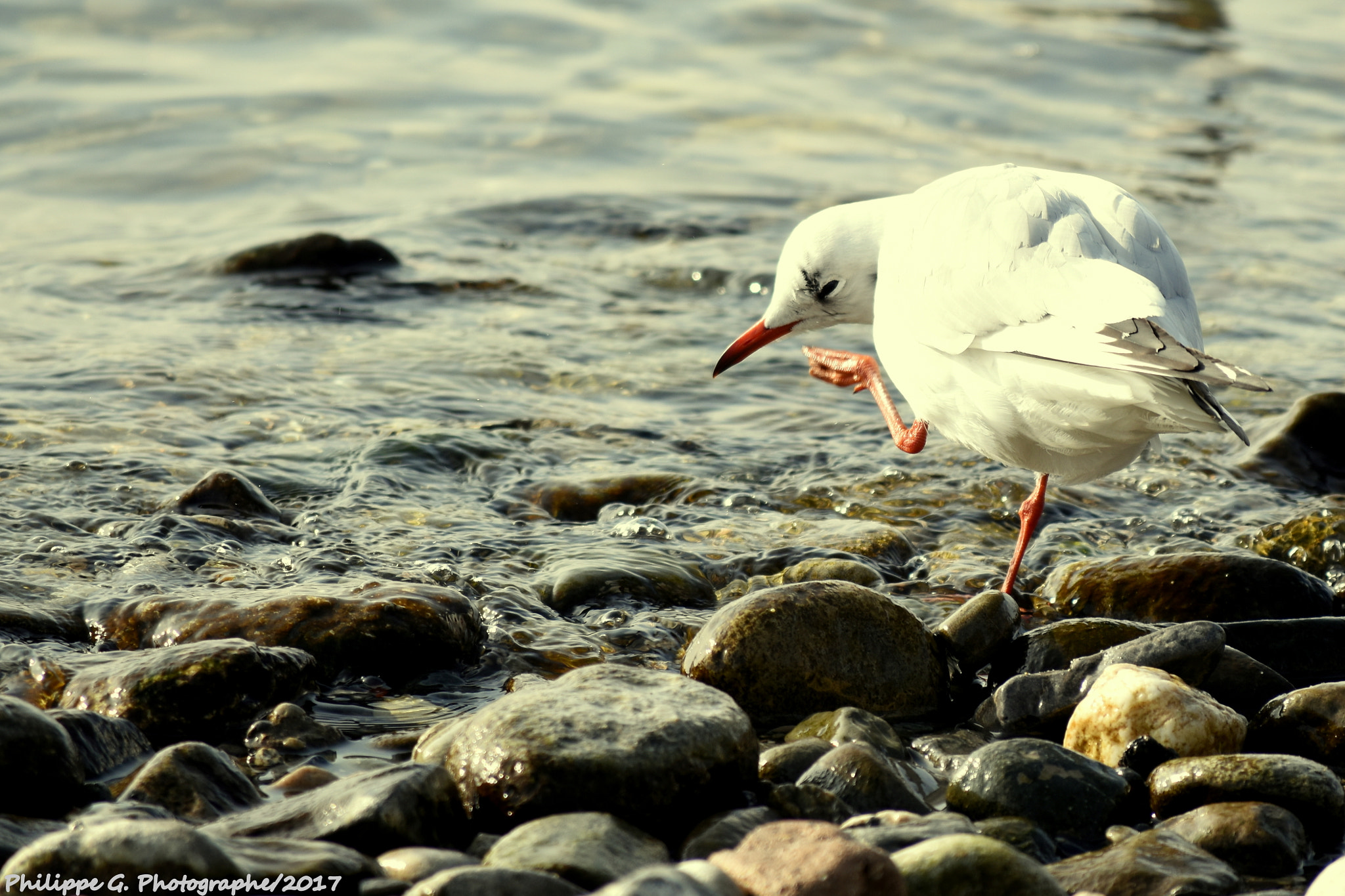 Nikon D5500 sample photo. Mouette enrhumée photography
