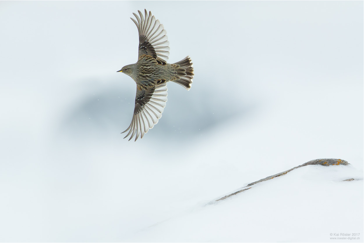 Canon EOS-1D X + Canon EF 500mm F4L IS USM sample photo. Alpine accentor in flight photography