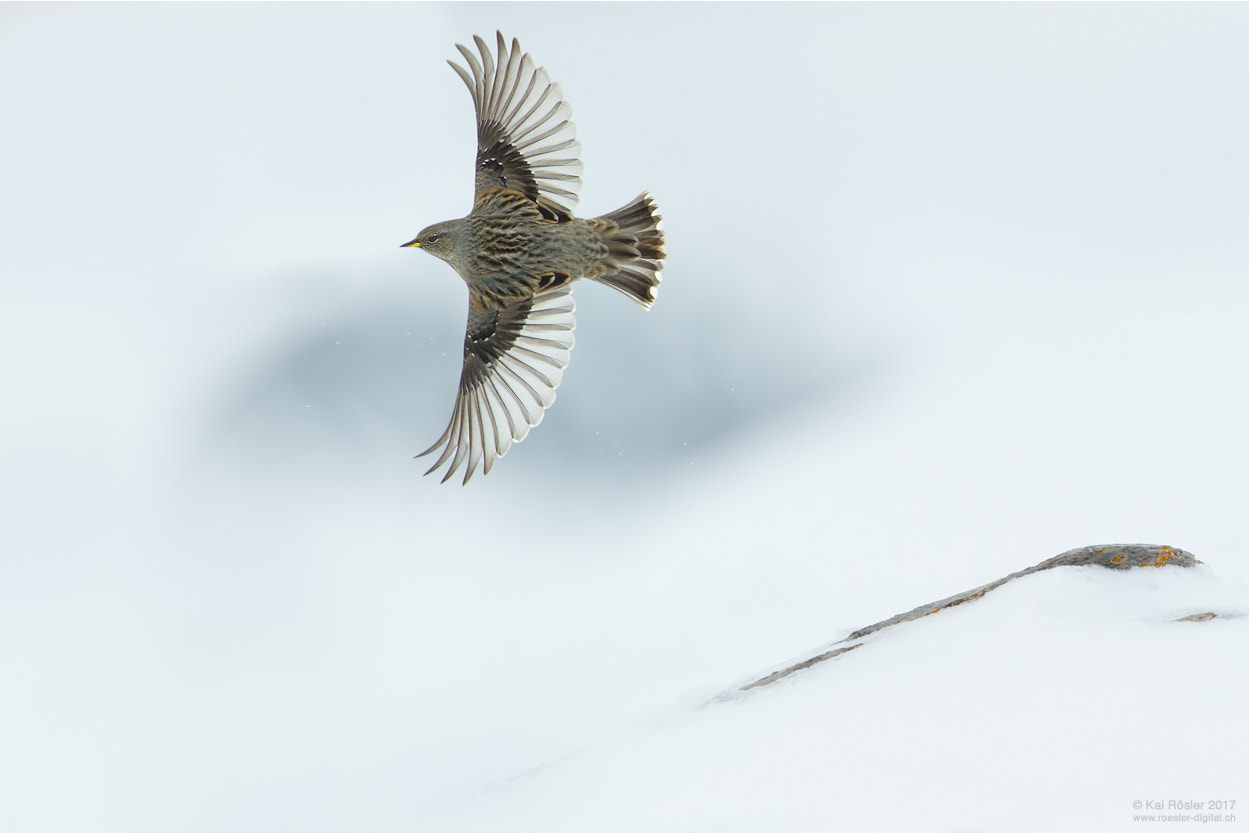 Canon EF 500mm F4L IS USM sample photo. Alpine accentor in flight photography